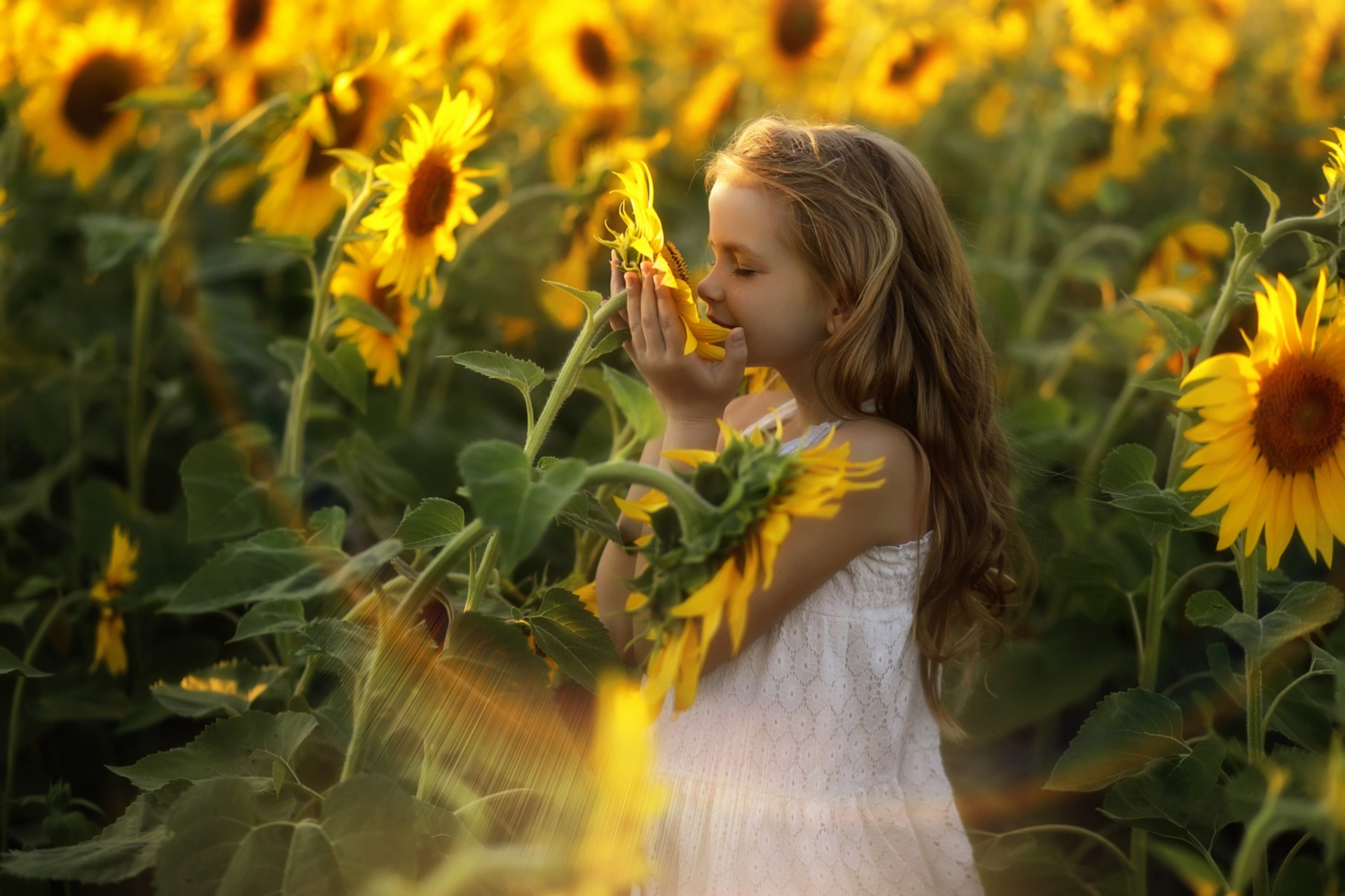 Girl smelling a sunflower in a field HD Wallpaper