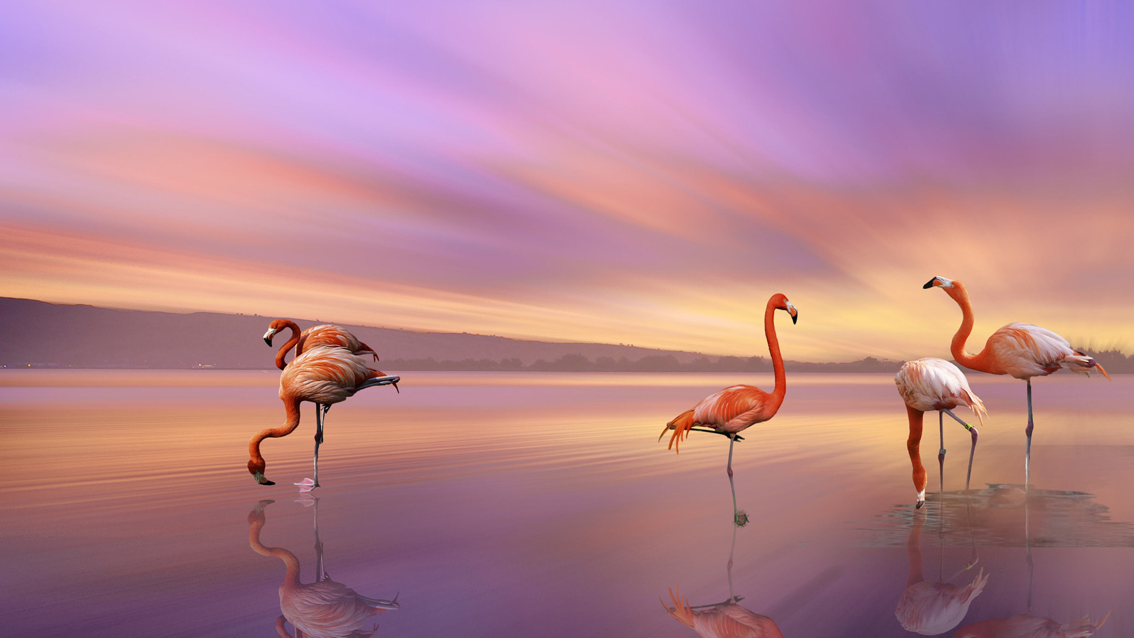 Flamingos in a lake at sunset HD Wallpaper