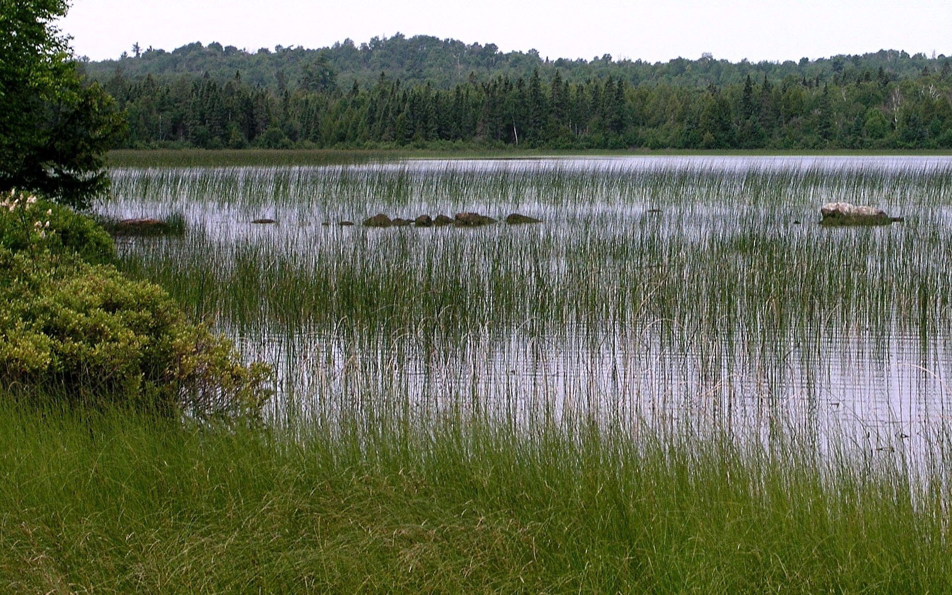 Tall reeds in a lake with a forest in the background HD Wallpaper