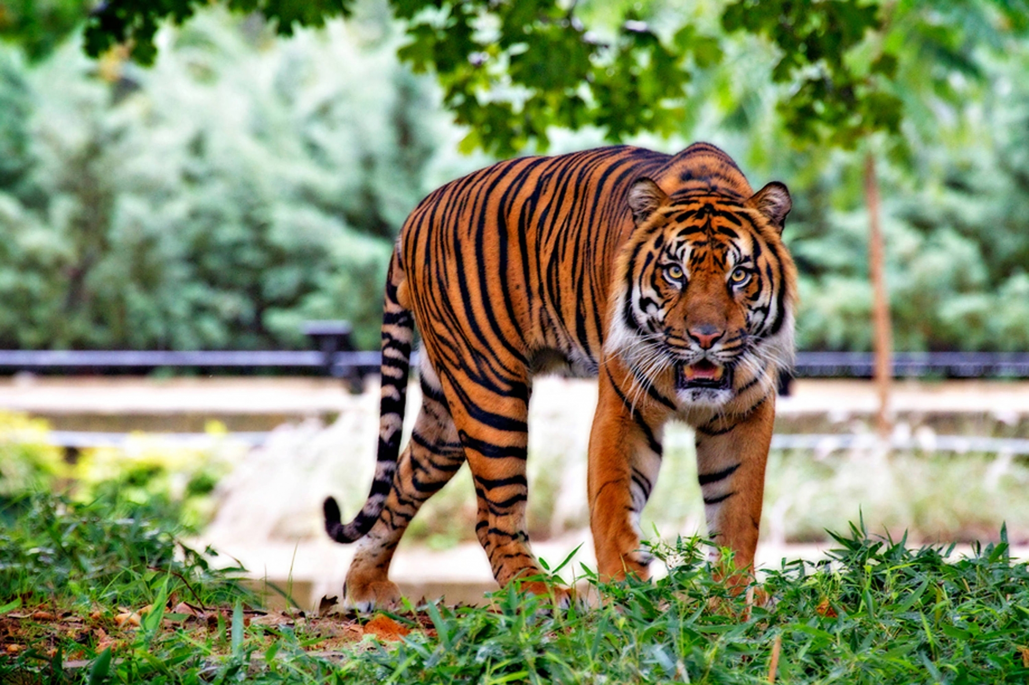Tiger walking in a grassy area with trees HD Wallpaper
