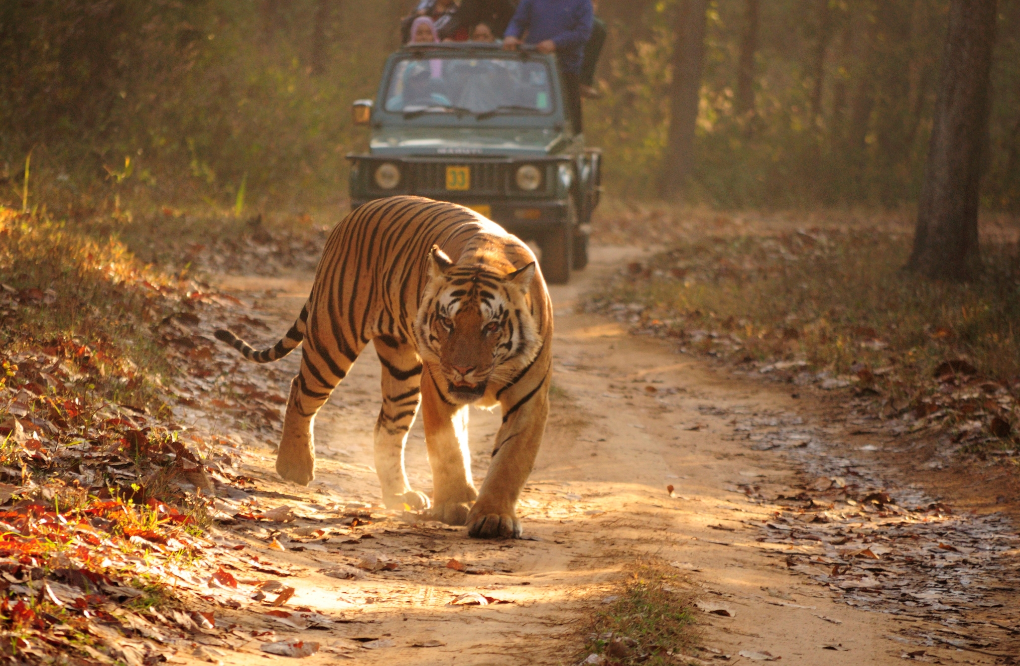 Tiger walking on a dirt road with a safari jeep HD Wallpaper