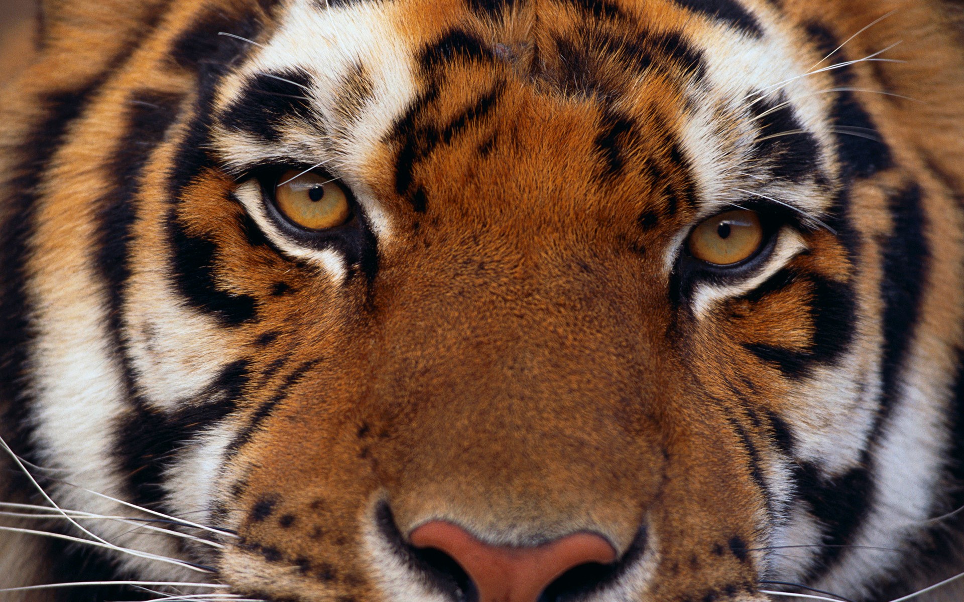 Close-up of a tiger's face HD Wallpaper