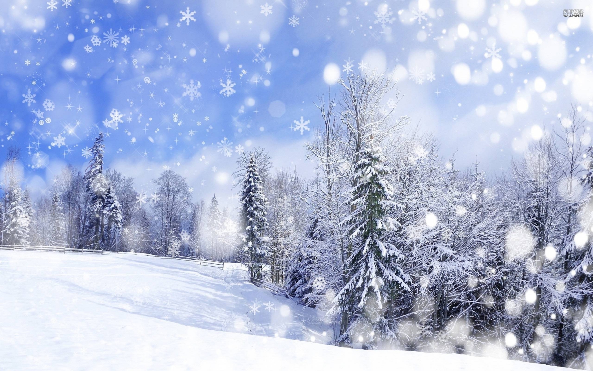 Snowy forest with falling snowflakes HD Wallpaper