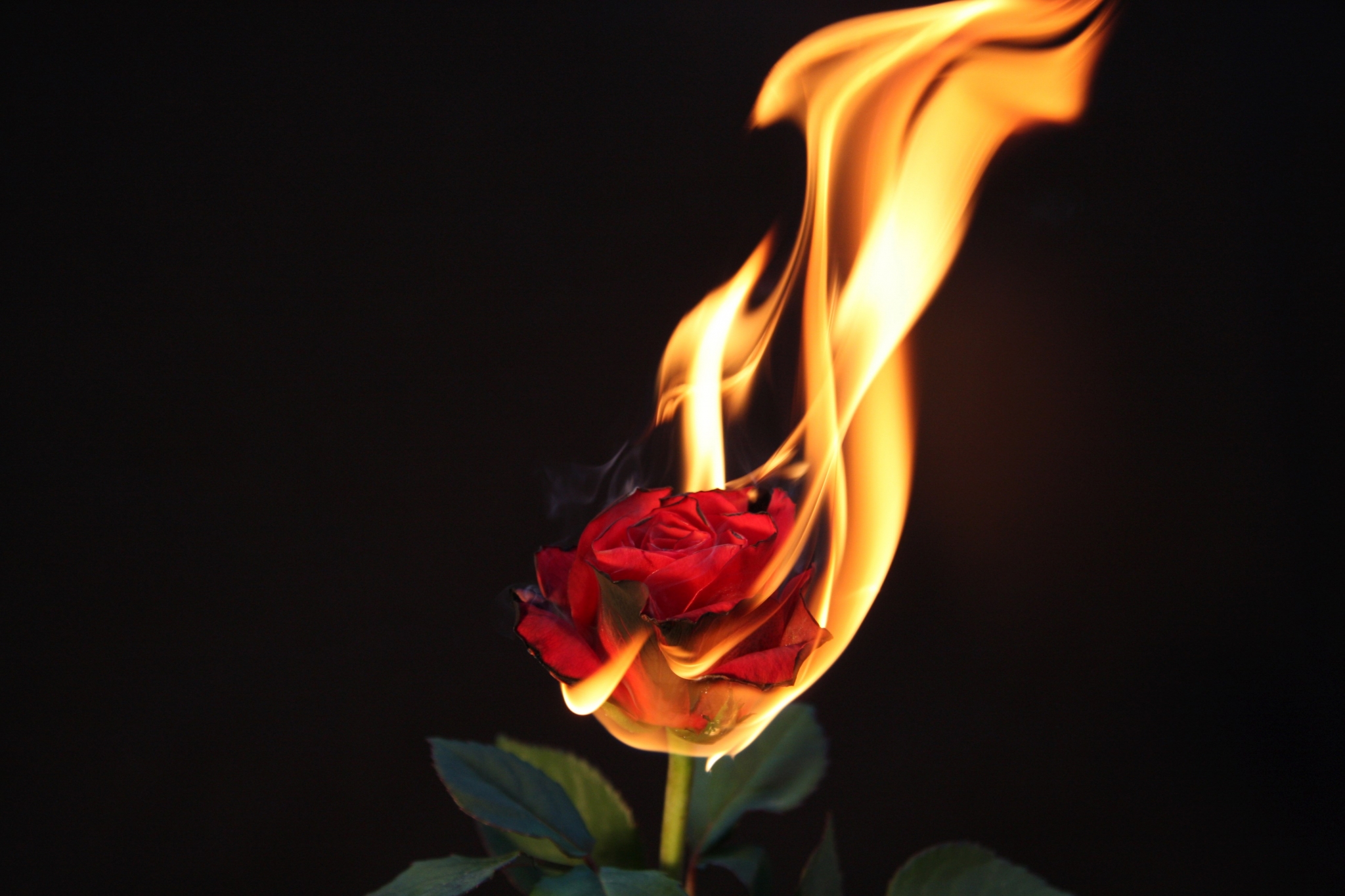 Red rose on fire HD Wallpaper