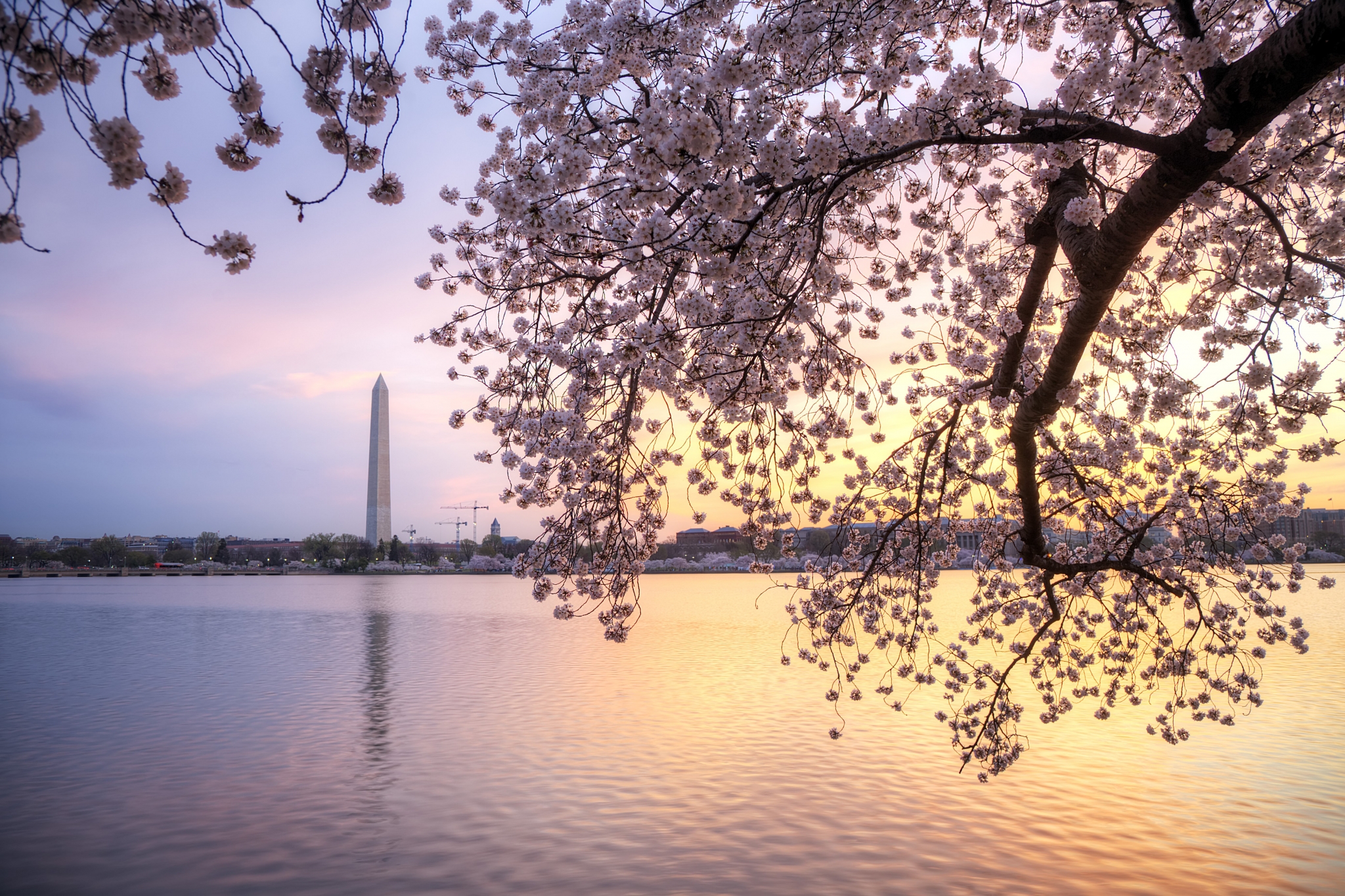 Washington Monument and Cherry Blossoms at Sunset HD Wallpaper