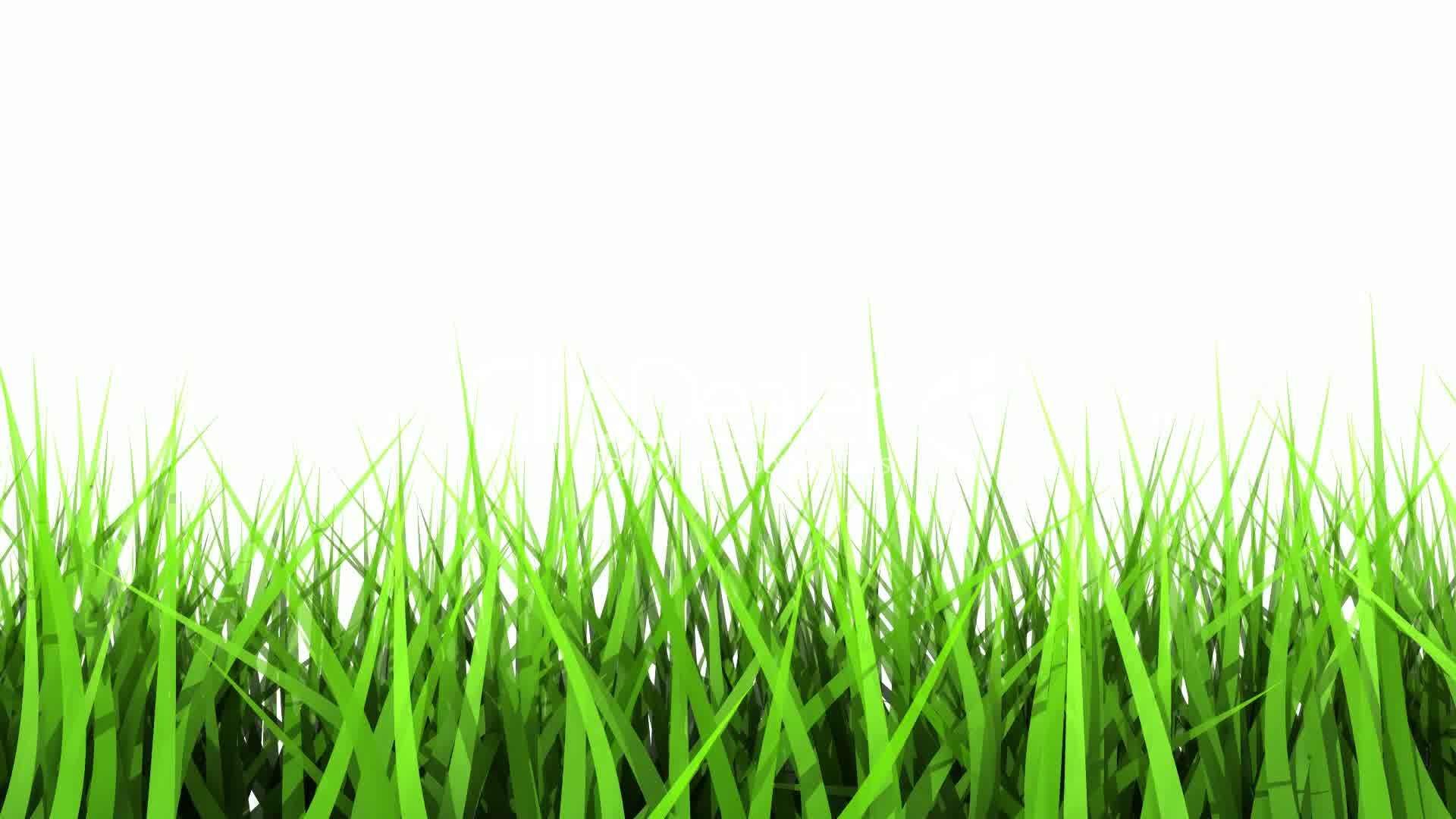Green grass on a white background HD Wallpaper