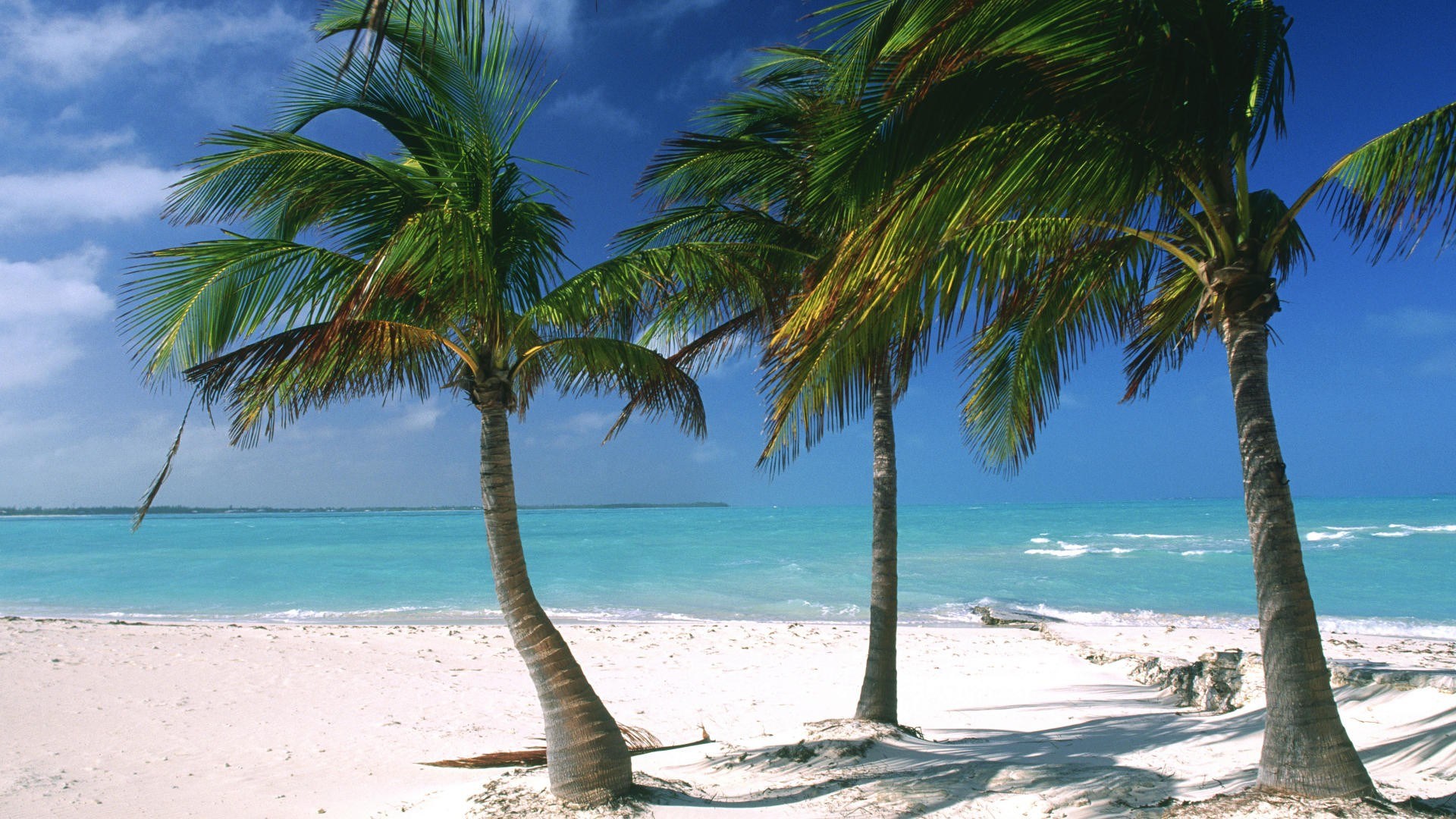 Palm trees on a tropical beach HD Wallpaper