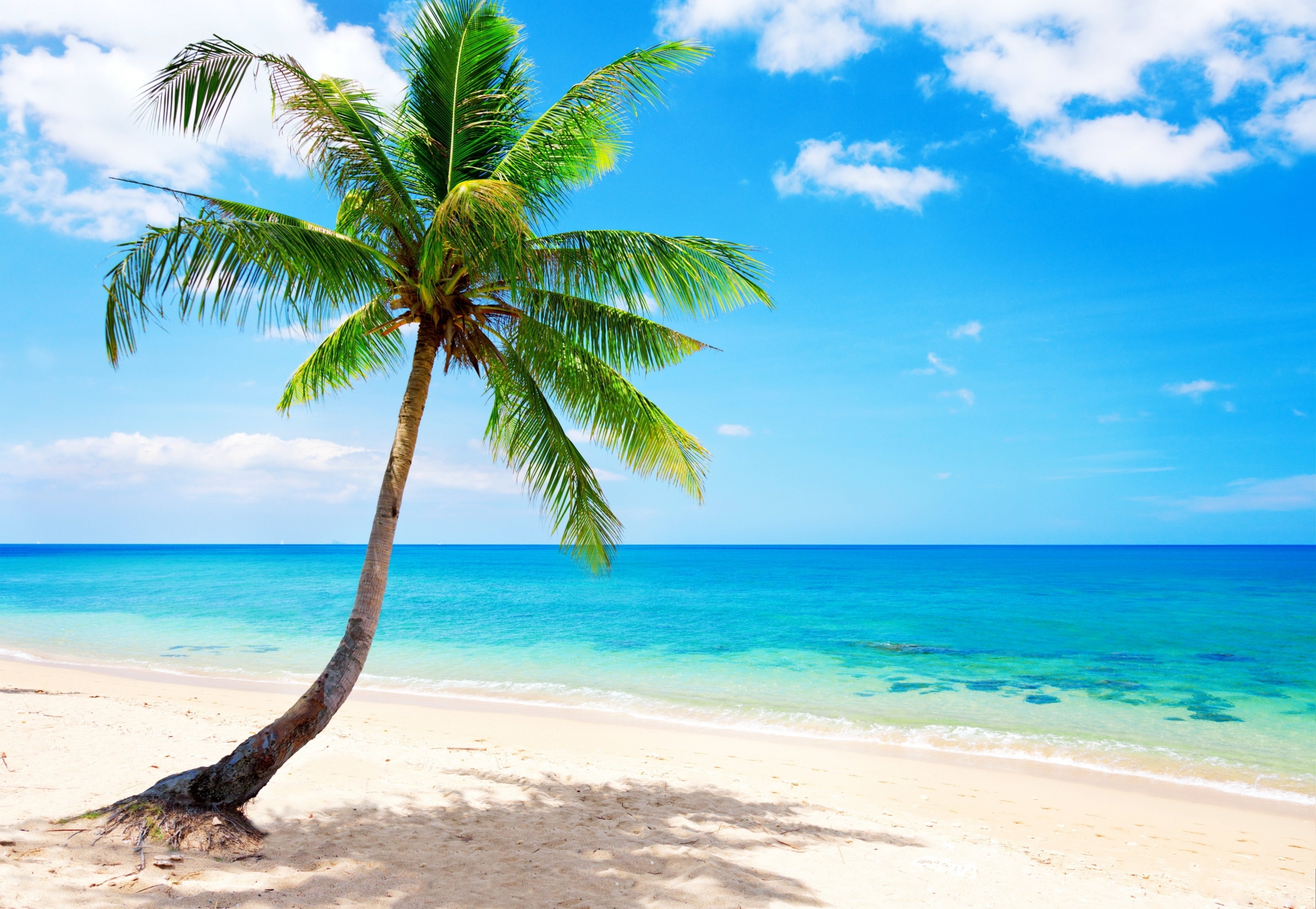 Palm tree on a tropical beach HD Wallpaper