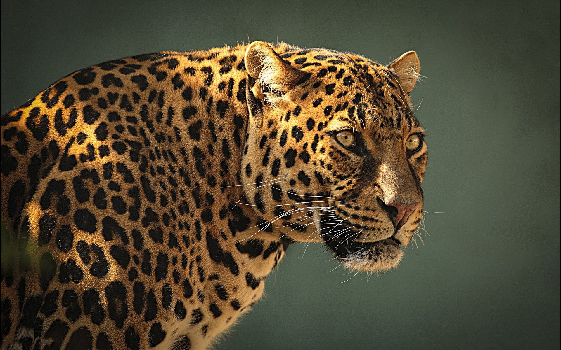 Leopard close-up portrait HD Wallpaper