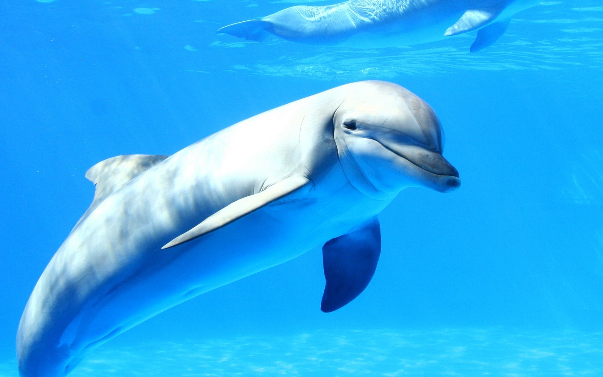 Dolphins swimming underwater HD Wallpaper