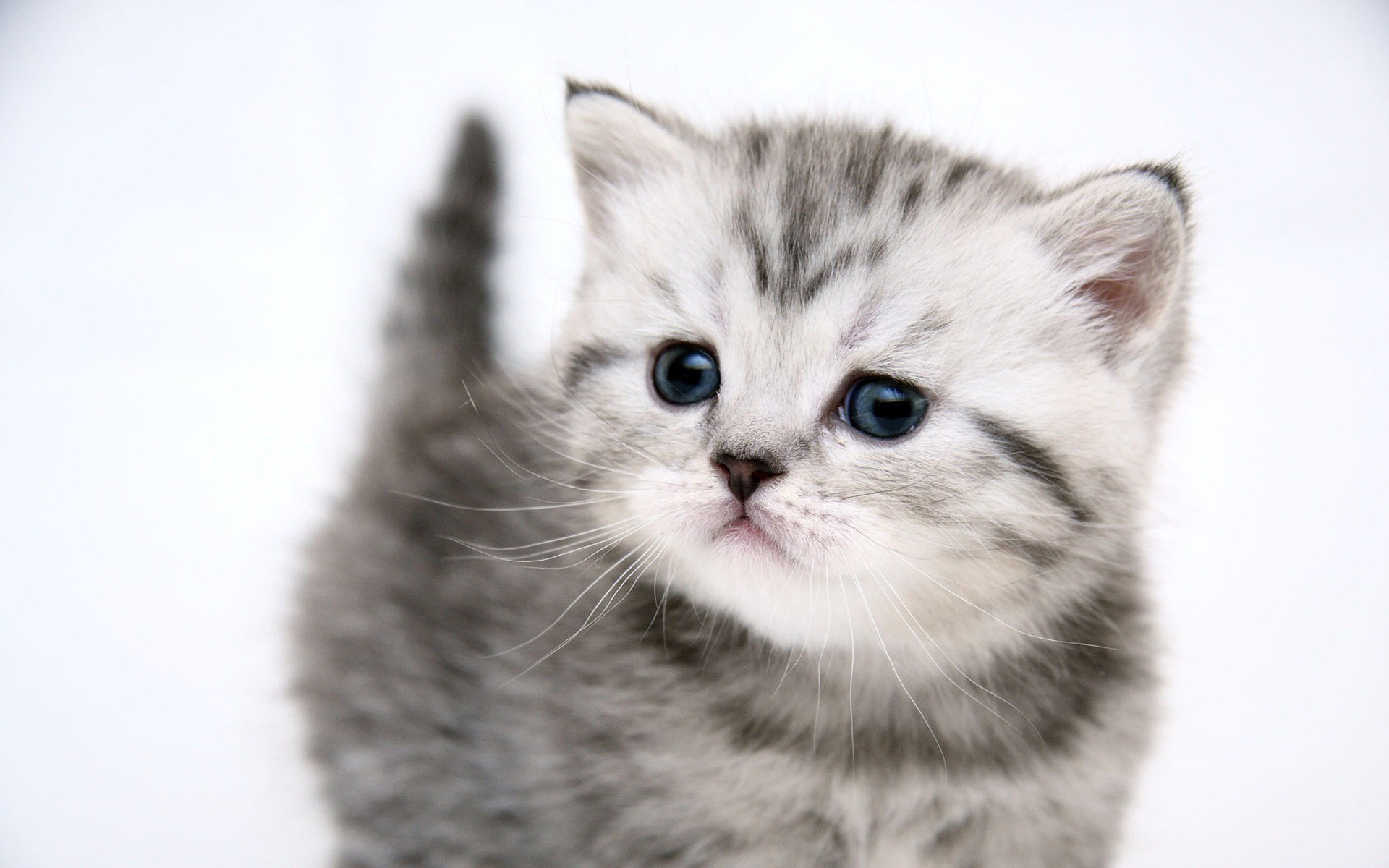 Close-up of a cute tabby kitten HD Wallpaper