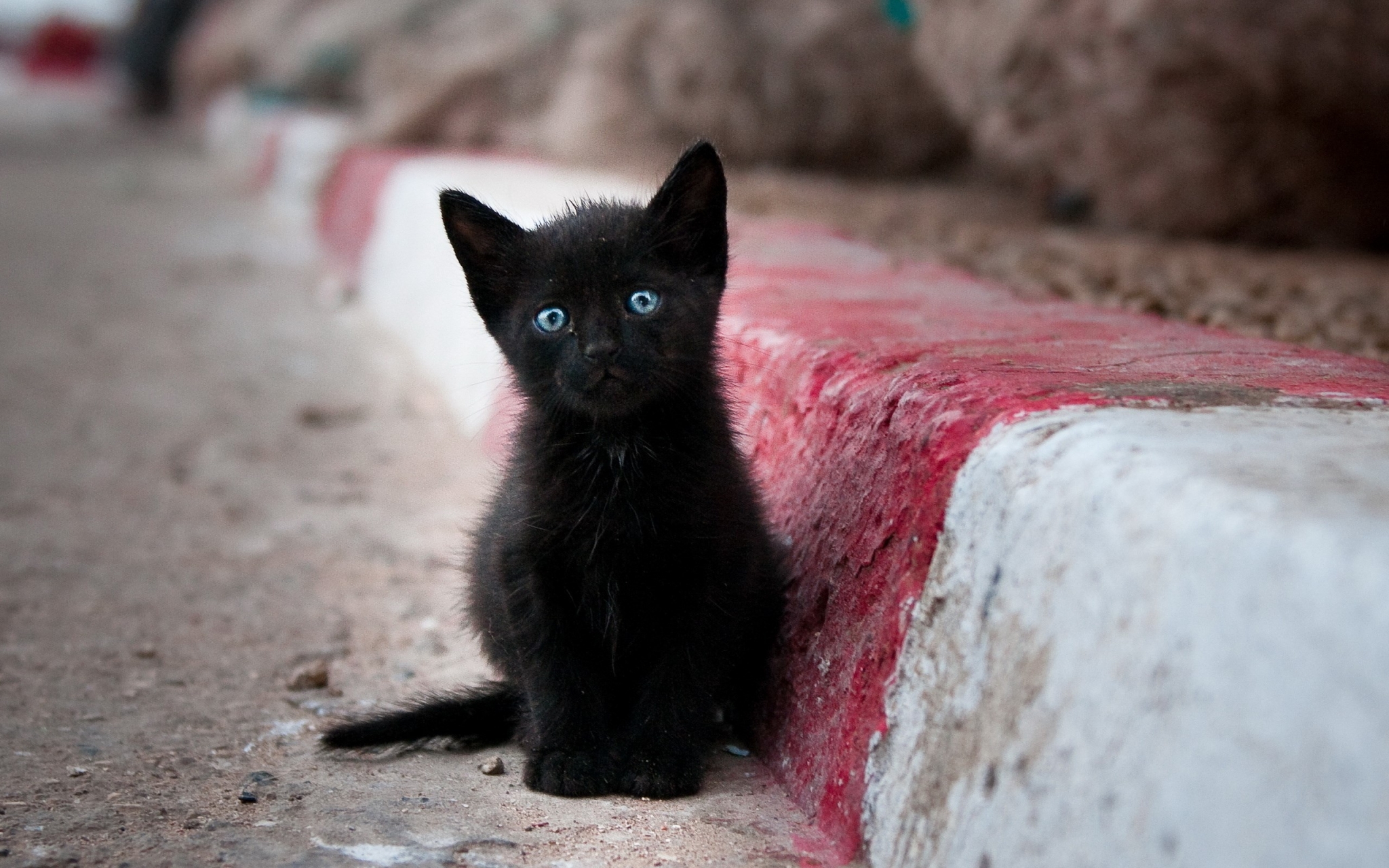 Black kitten with blue eyes sitting by curb HD Wallpaper