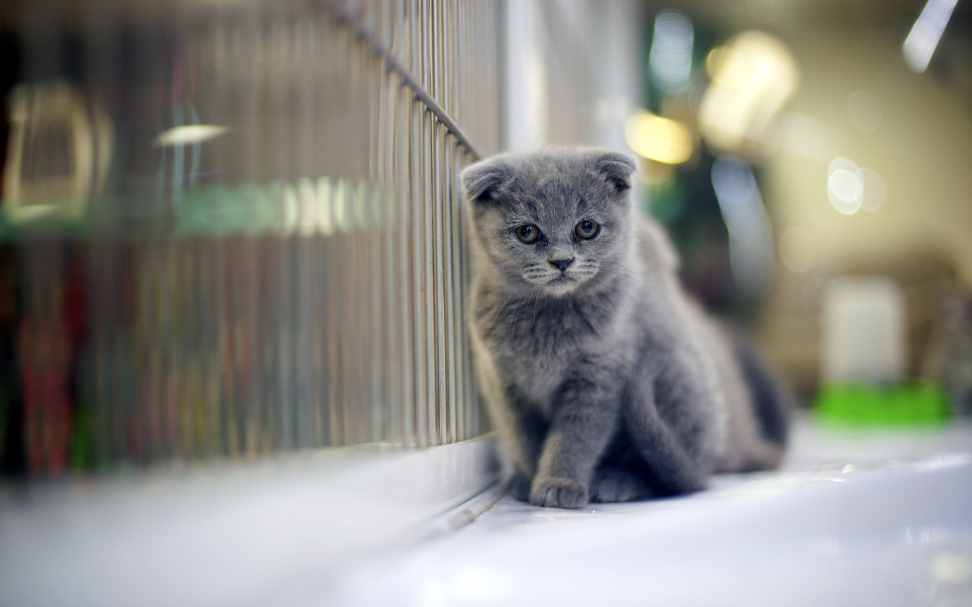 Scottish Fold kitten sitting by a cage HD Wallpaper