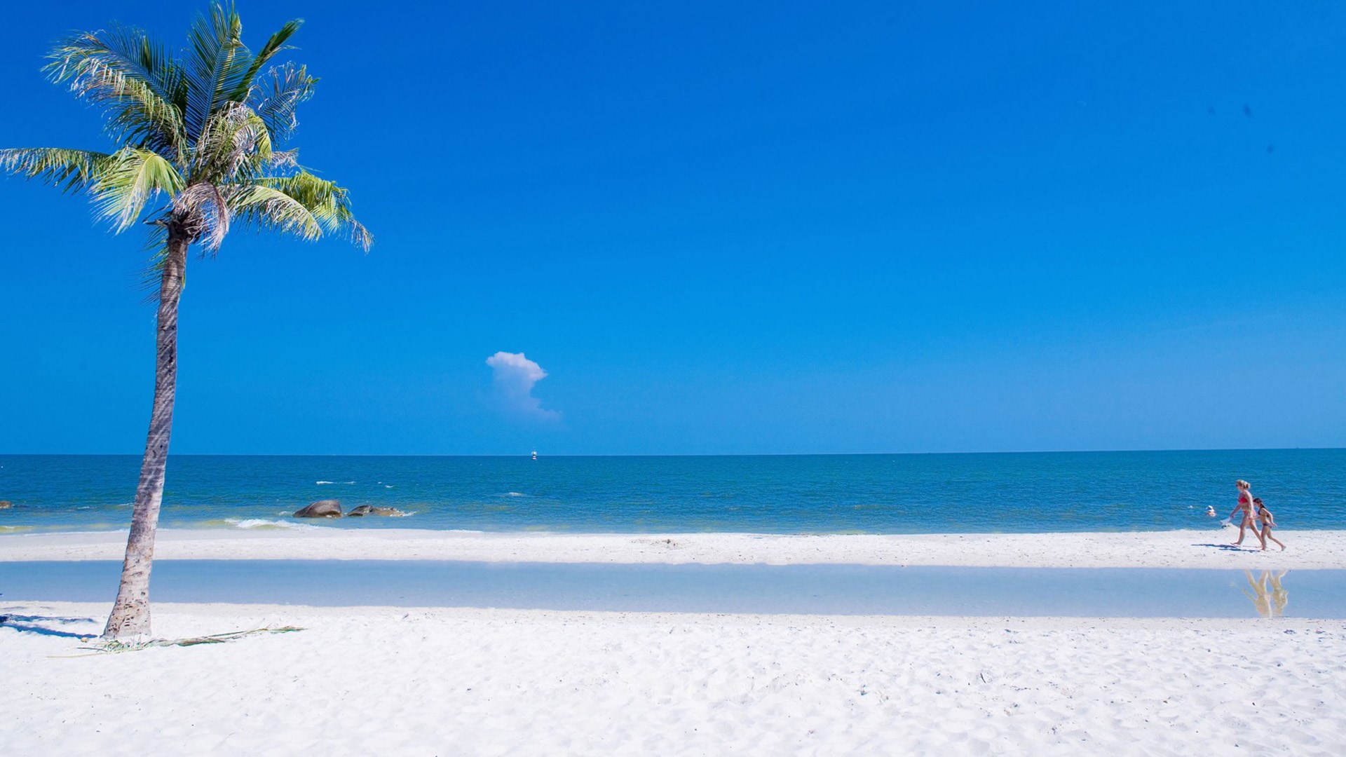 Palm tree on a white sand beach with blue sky HD Wallpaper