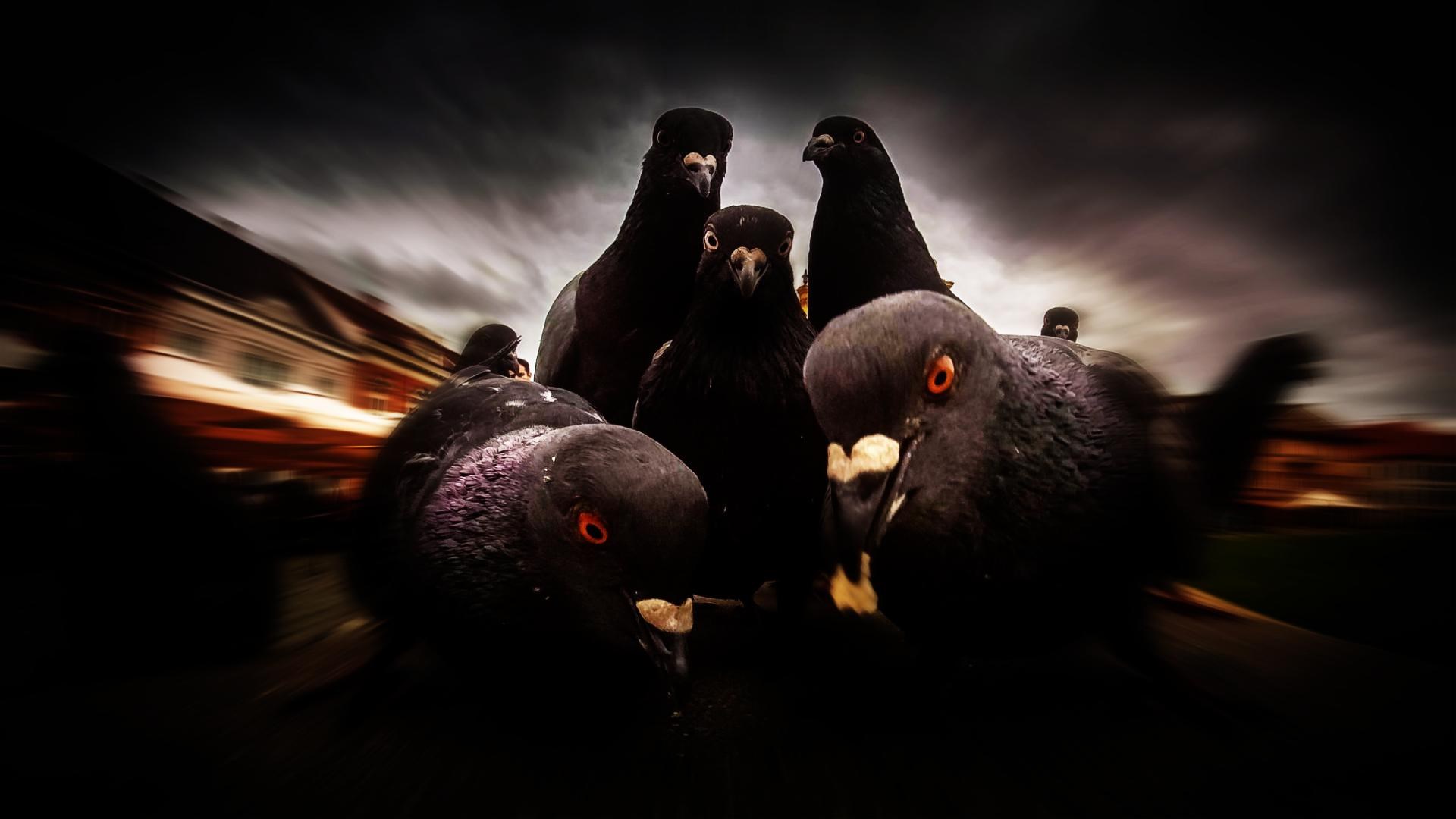 A group of pigeons with red eyes HD Wallpaper