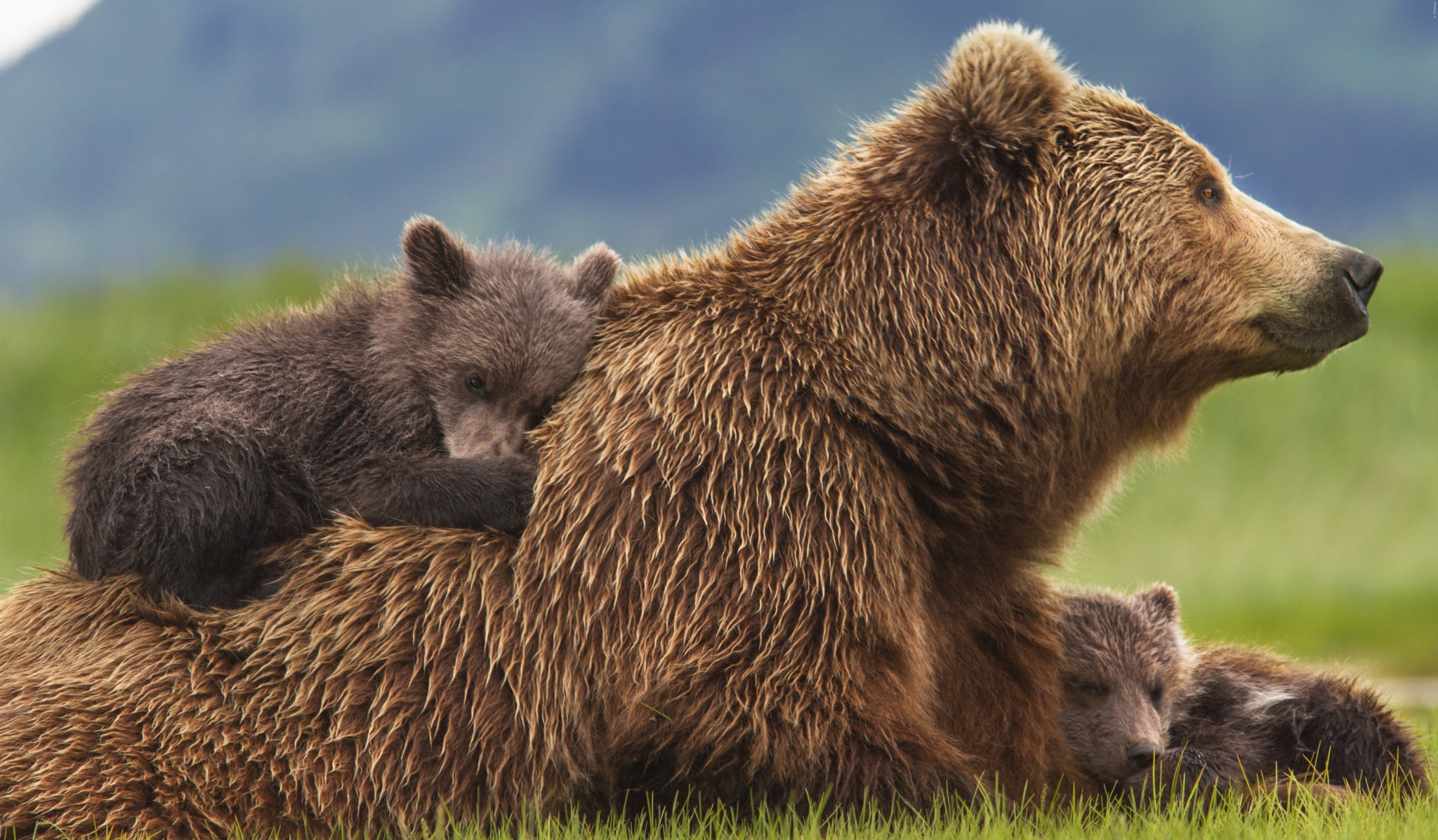Mother Bear and Cubs Resting in Grass HD Wallpaper
