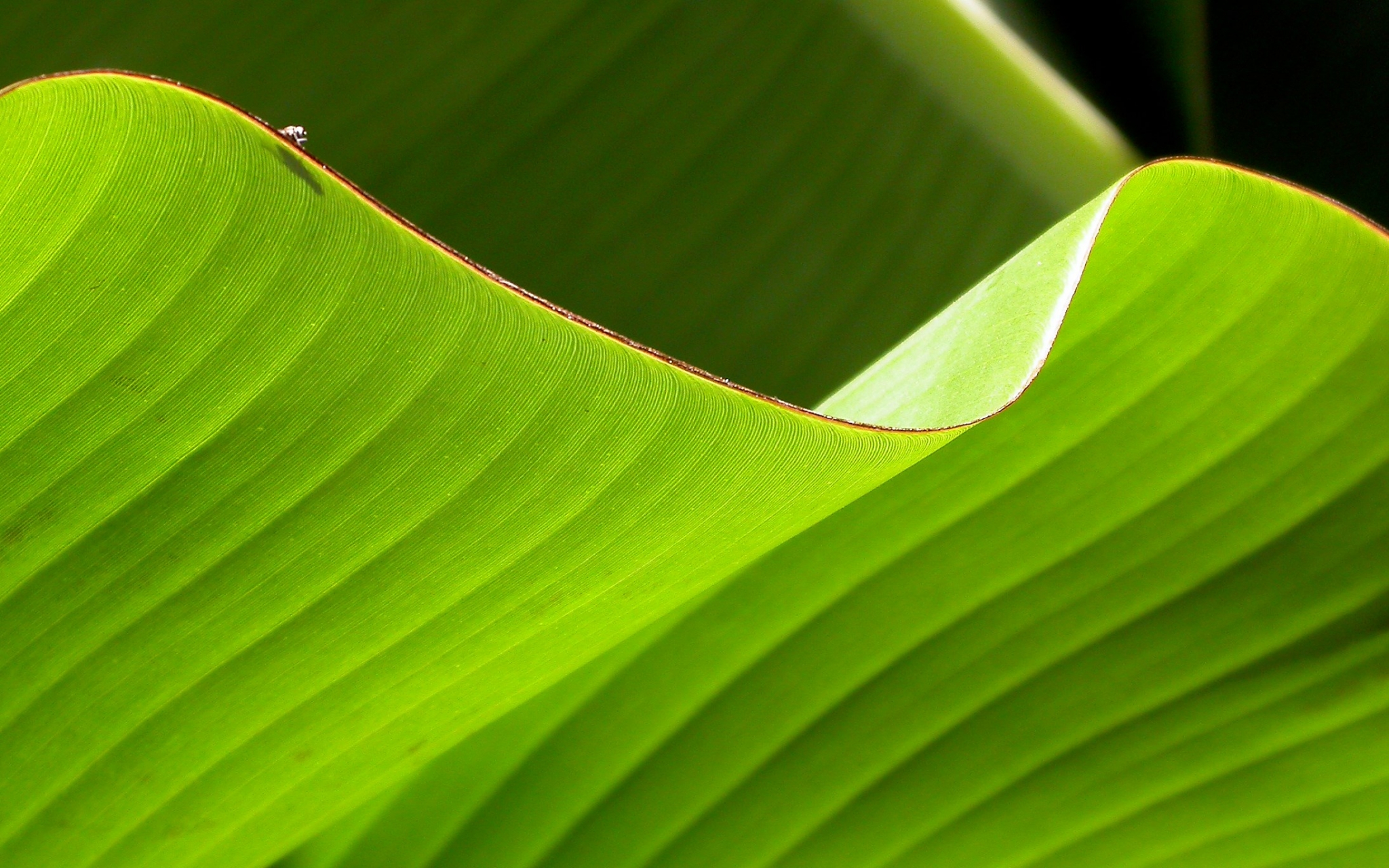 Close-up of a green banana leaf HD Wallpaper