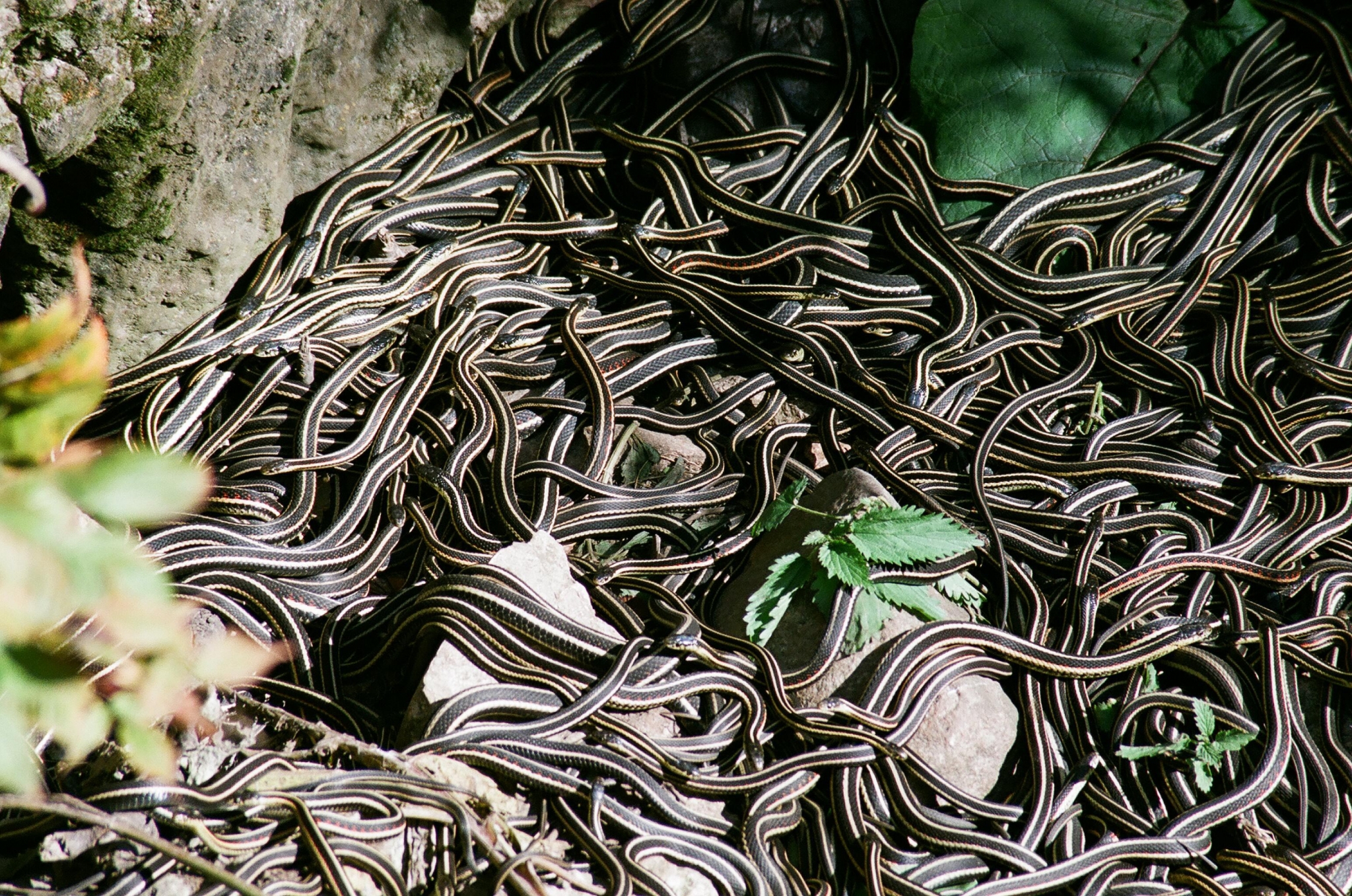 A large pile of garter snakes in a natural setting HD Wallpaper