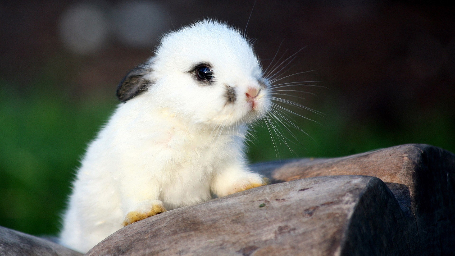 Baby bunny rabbit on wood HD Wallpaper