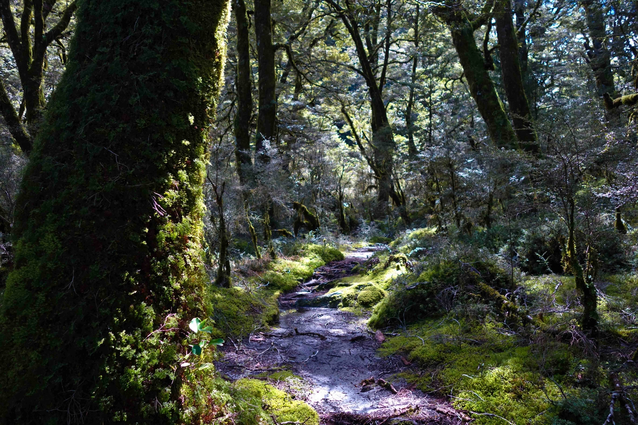 Mossy forest path with sunlight HD Wallpaper