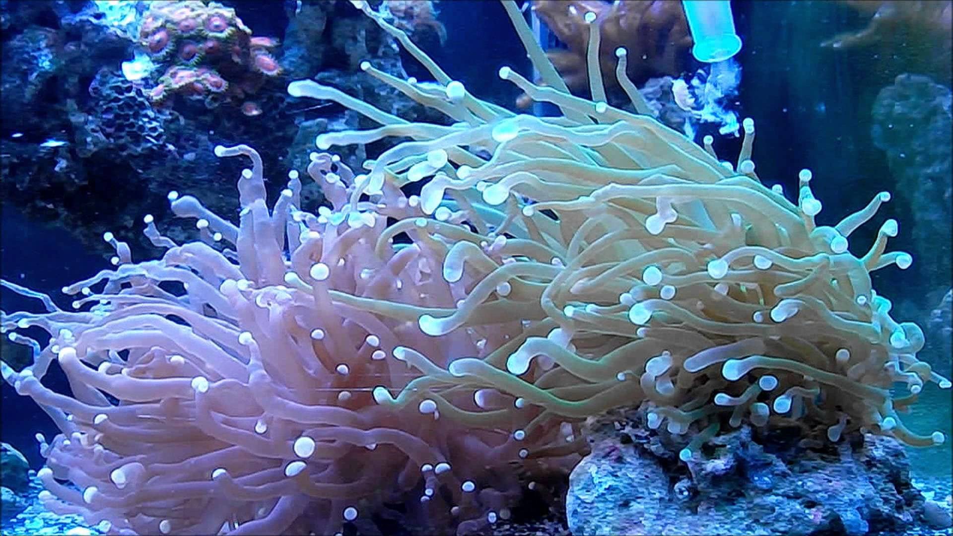 Two types of coral in an aquarium HD Wallpaper