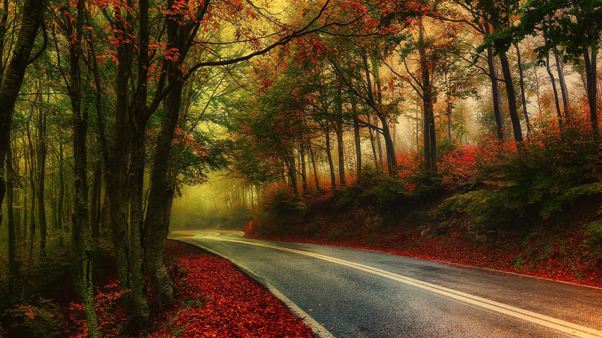 Road through an autumn forest with fallen leaves HD Wallpaper
