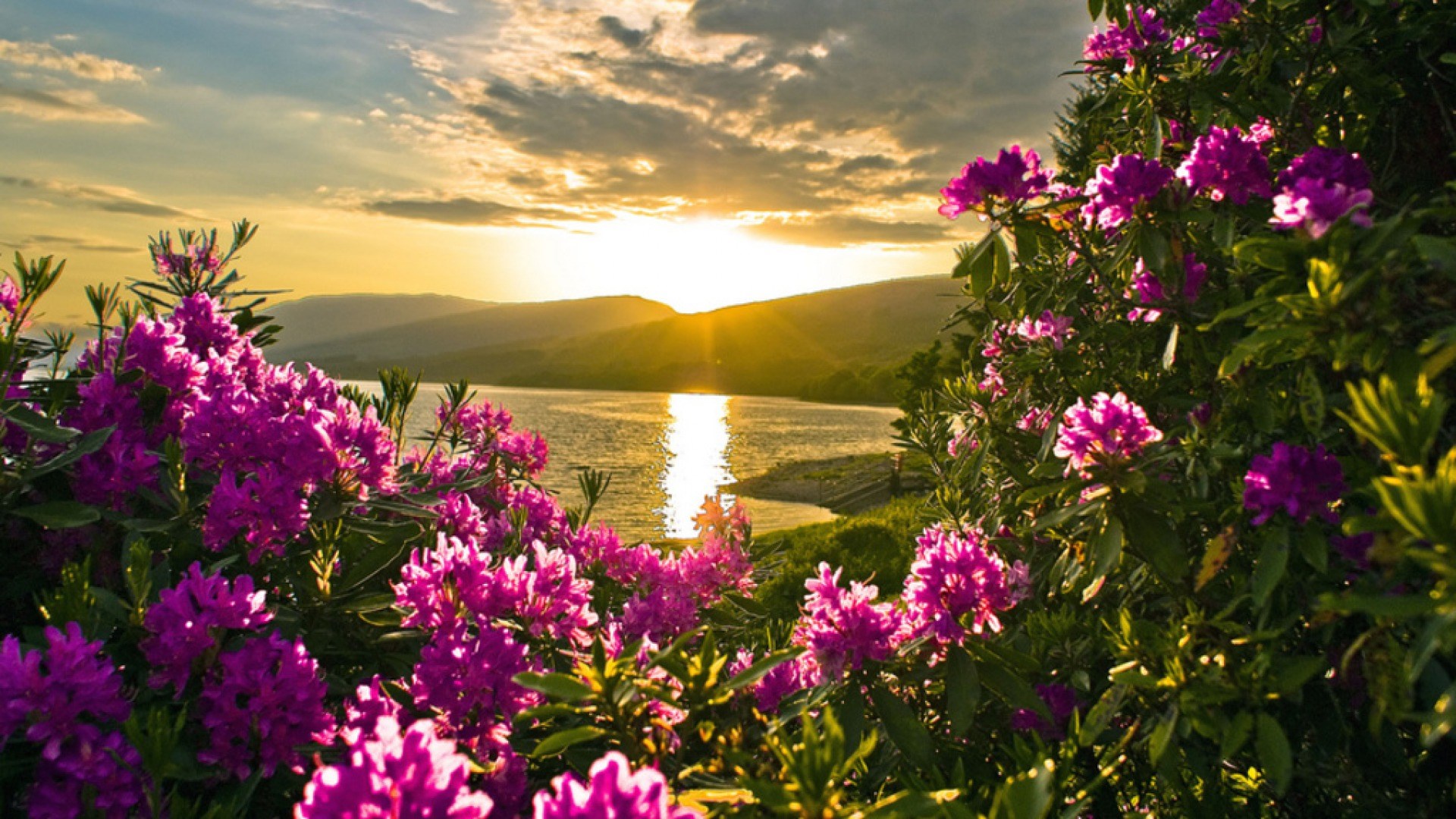 Sunset over a lake with rhododendrons HD Wallpaper