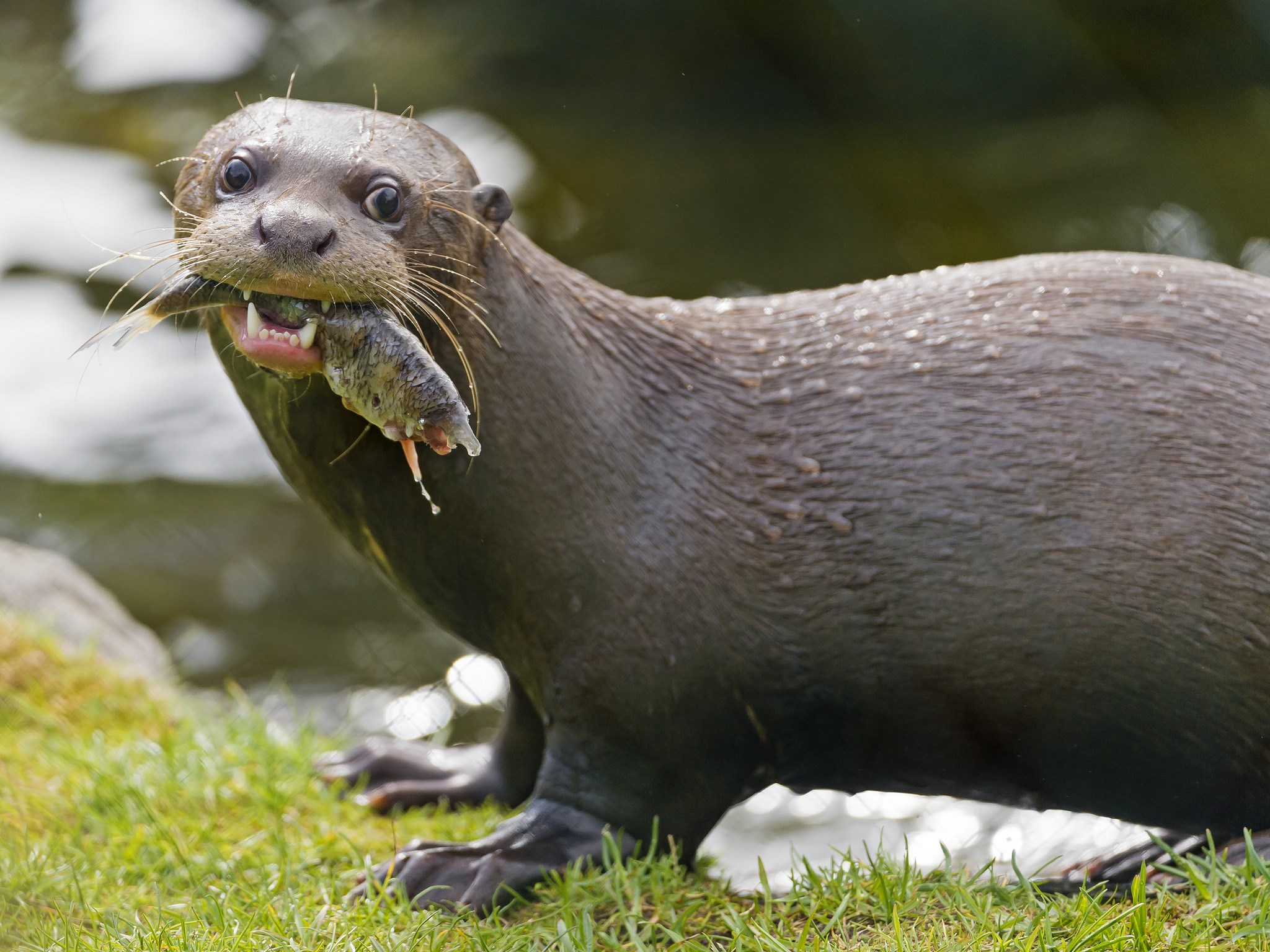 Giant Otter with Fish HD Wallpaper