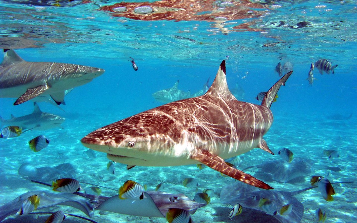Sharks and fish swimming in clear blue water HD Wallpaper