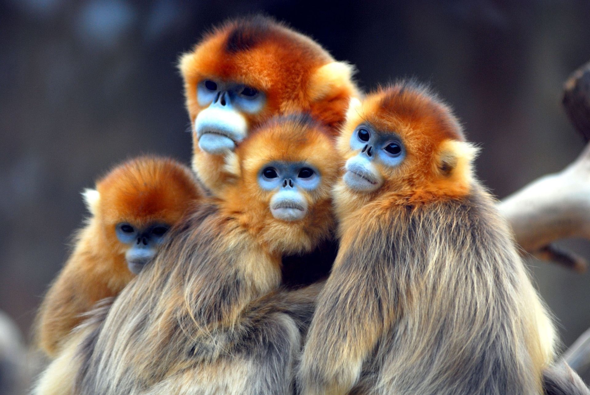 Golden Snub-Nosed Monkeys Group Portrait HD Wallpaper