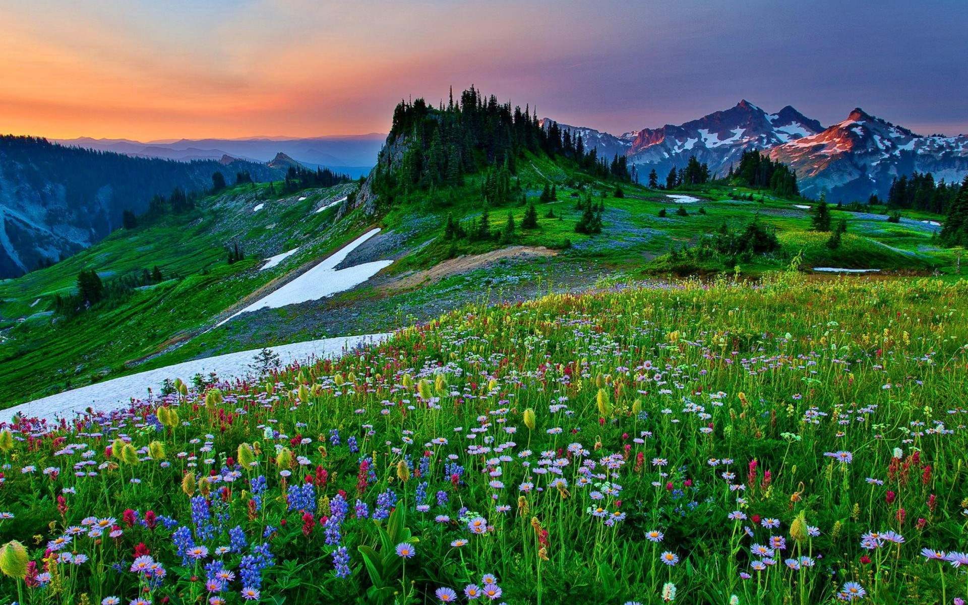 Mountain meadow with wildflowers and snow patches at sunset HD Wallpaper