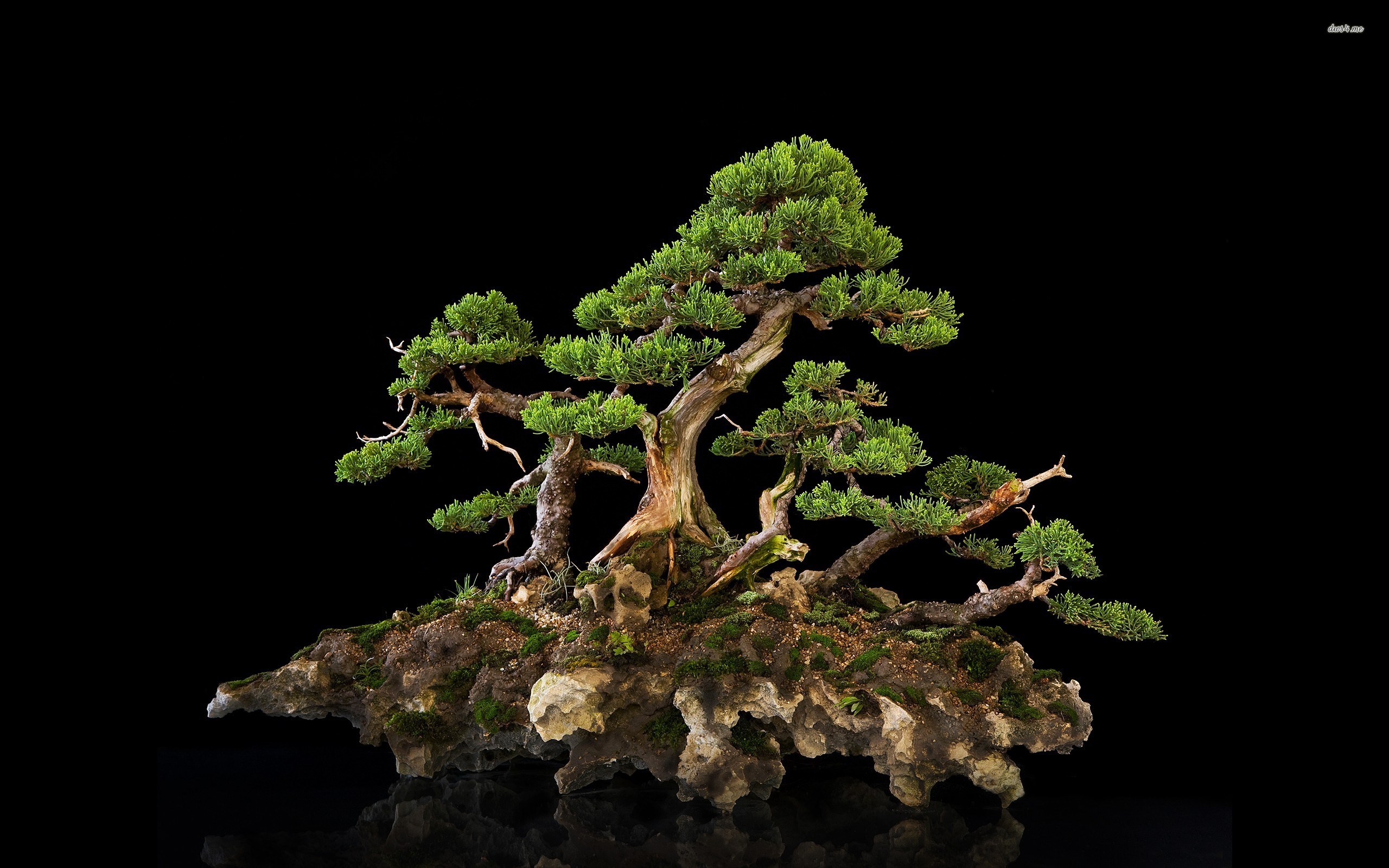 Bonsai tree on a rock formation HD Wallpaper