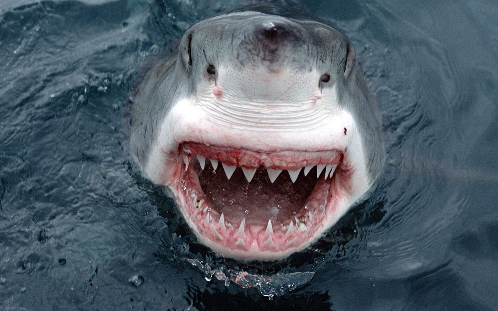 Great White Shark with Open Mouth in Ocean HD Wallpaper