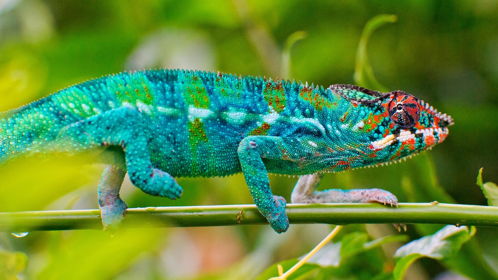 Chameleon on a branch with green leaves HD Wallpaper
