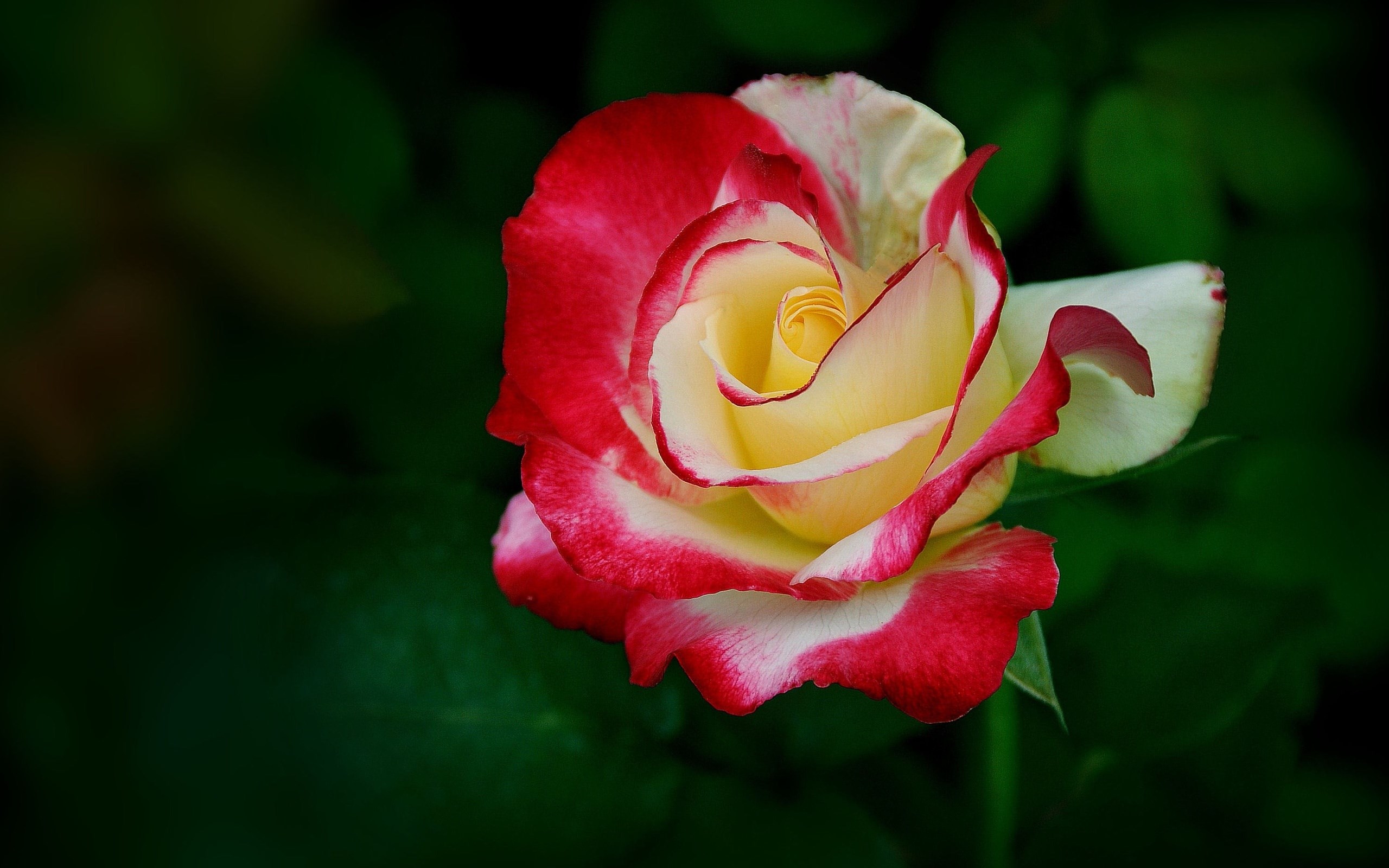 Bi-colored rose with red and yellow petals HD Wallpaper
