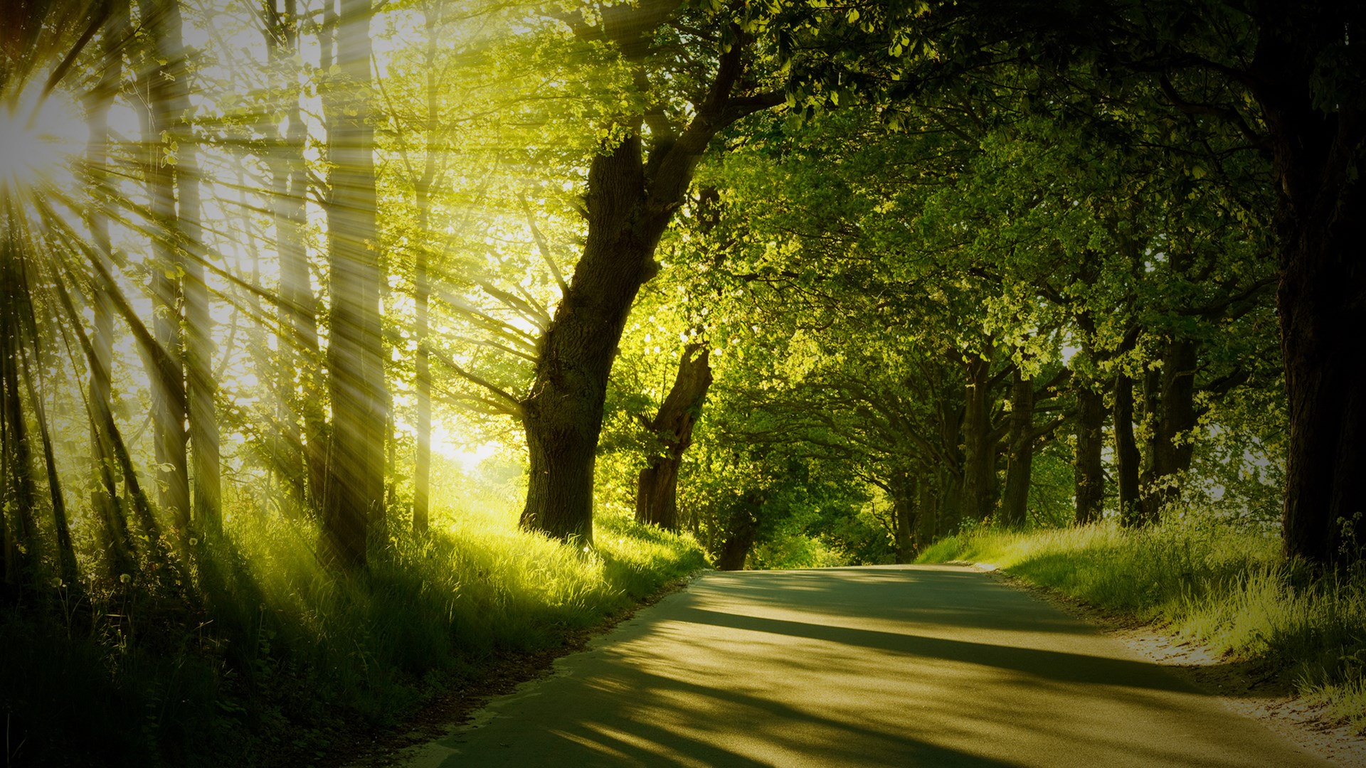 Sunlight streaming through trees onto a road HD Wallpaper