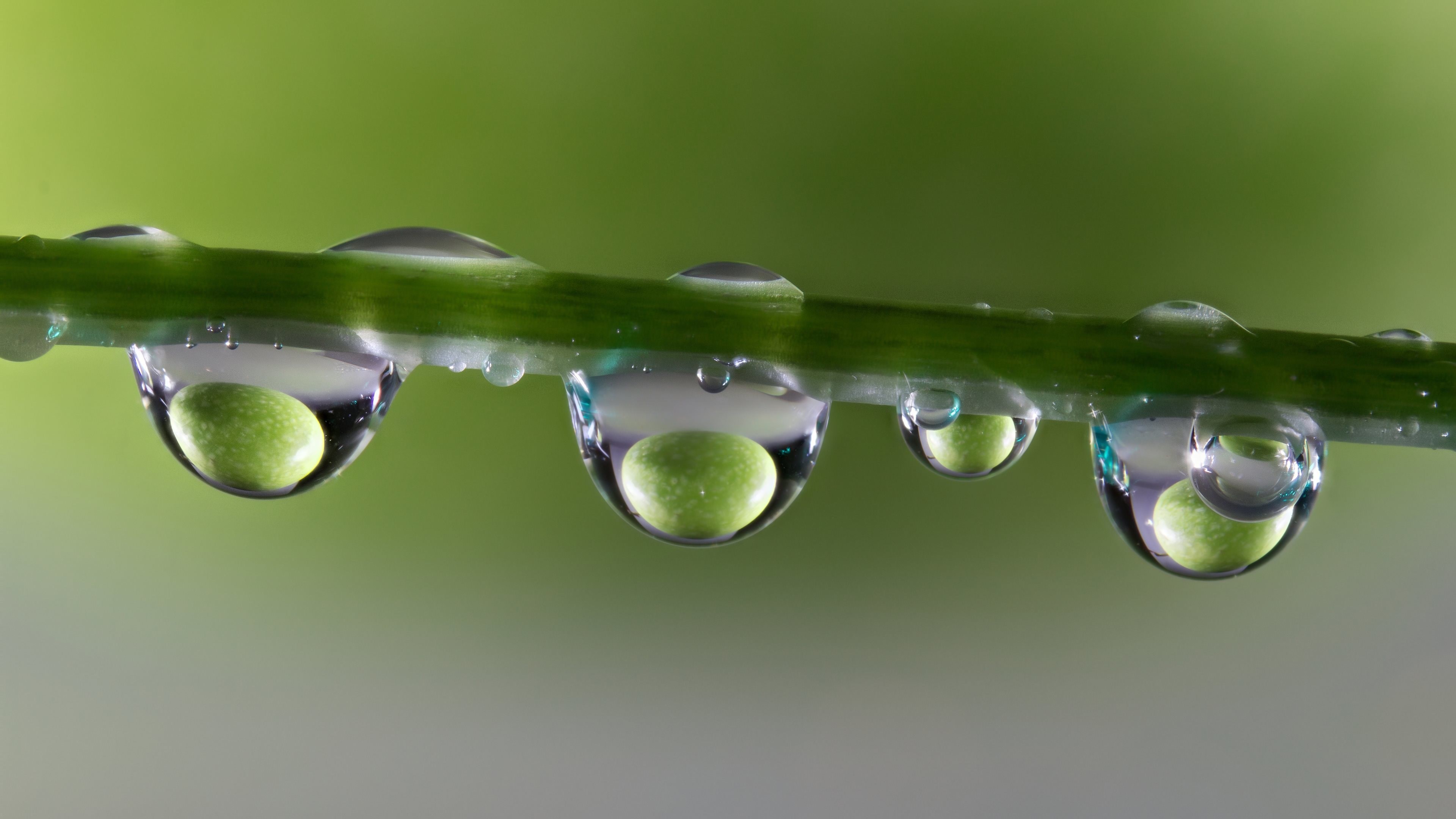 Water droplets on a green stem with green spheres HD Wallpaper