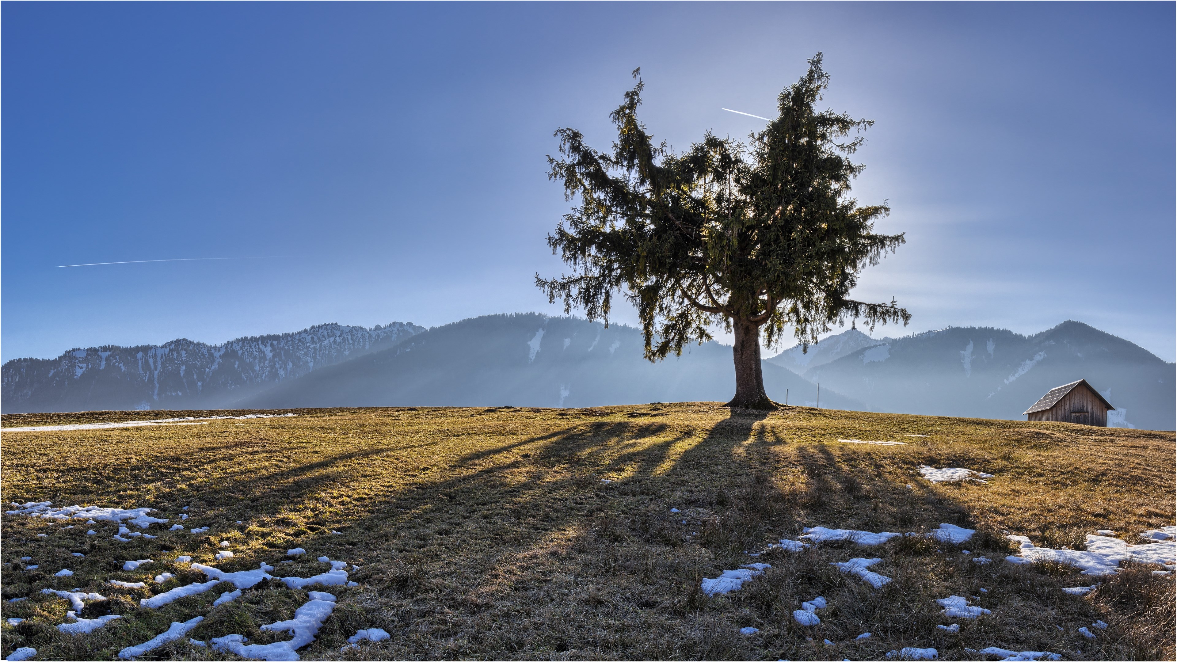 4K Tree and Mountains in Winter HD Wallpaper