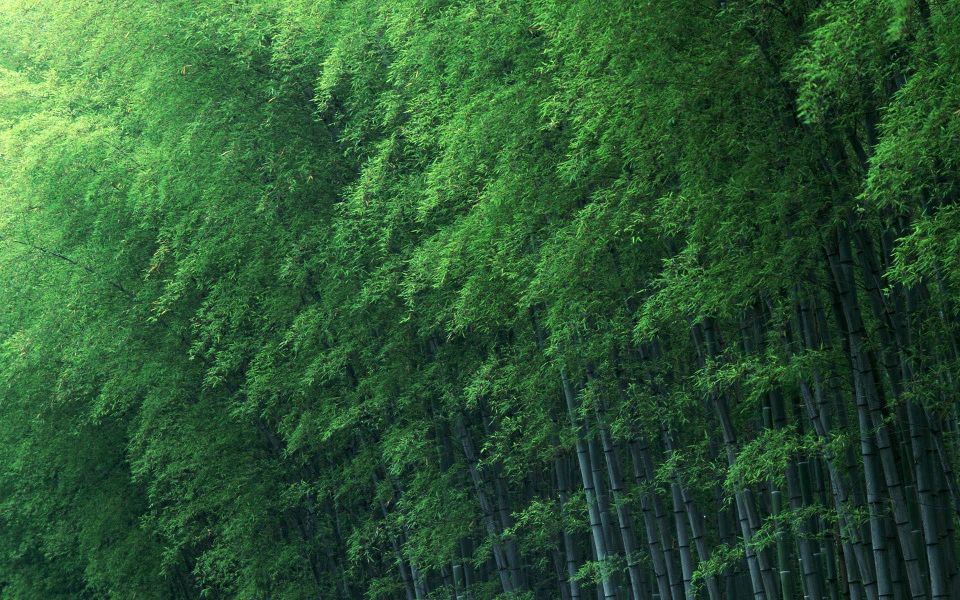 A dense bamboo forest with tall stalks and green leaves HD Wallpaper