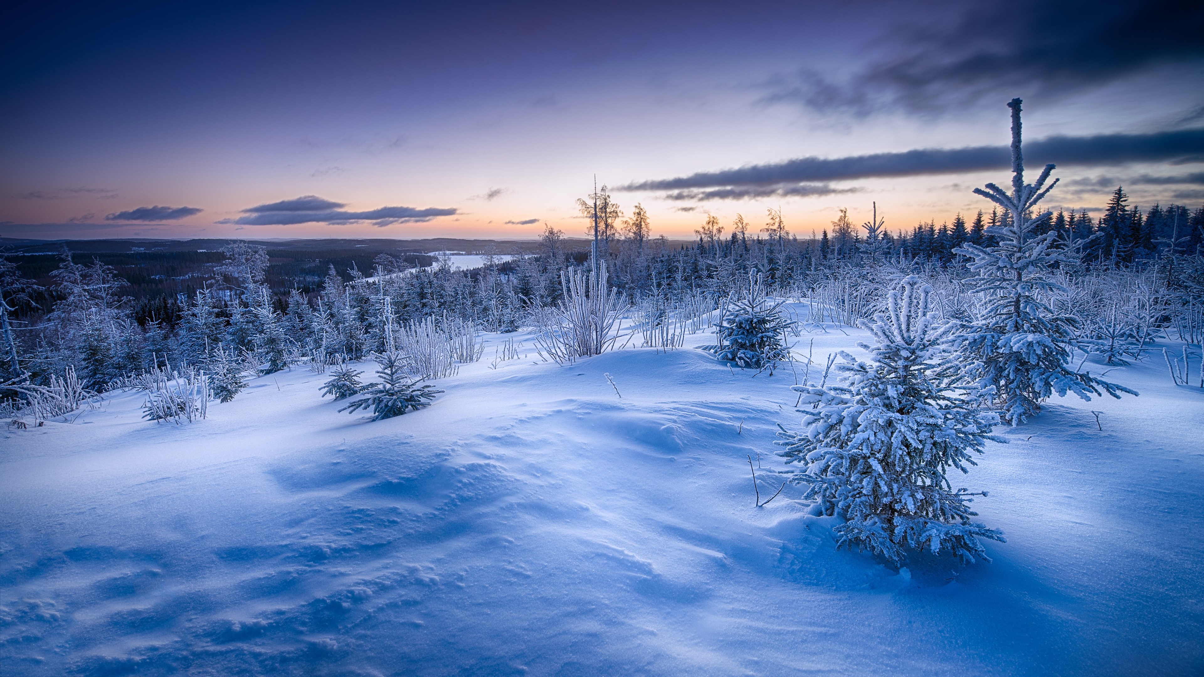 Winter forest landscape at dusk 4K HD Wallpaper