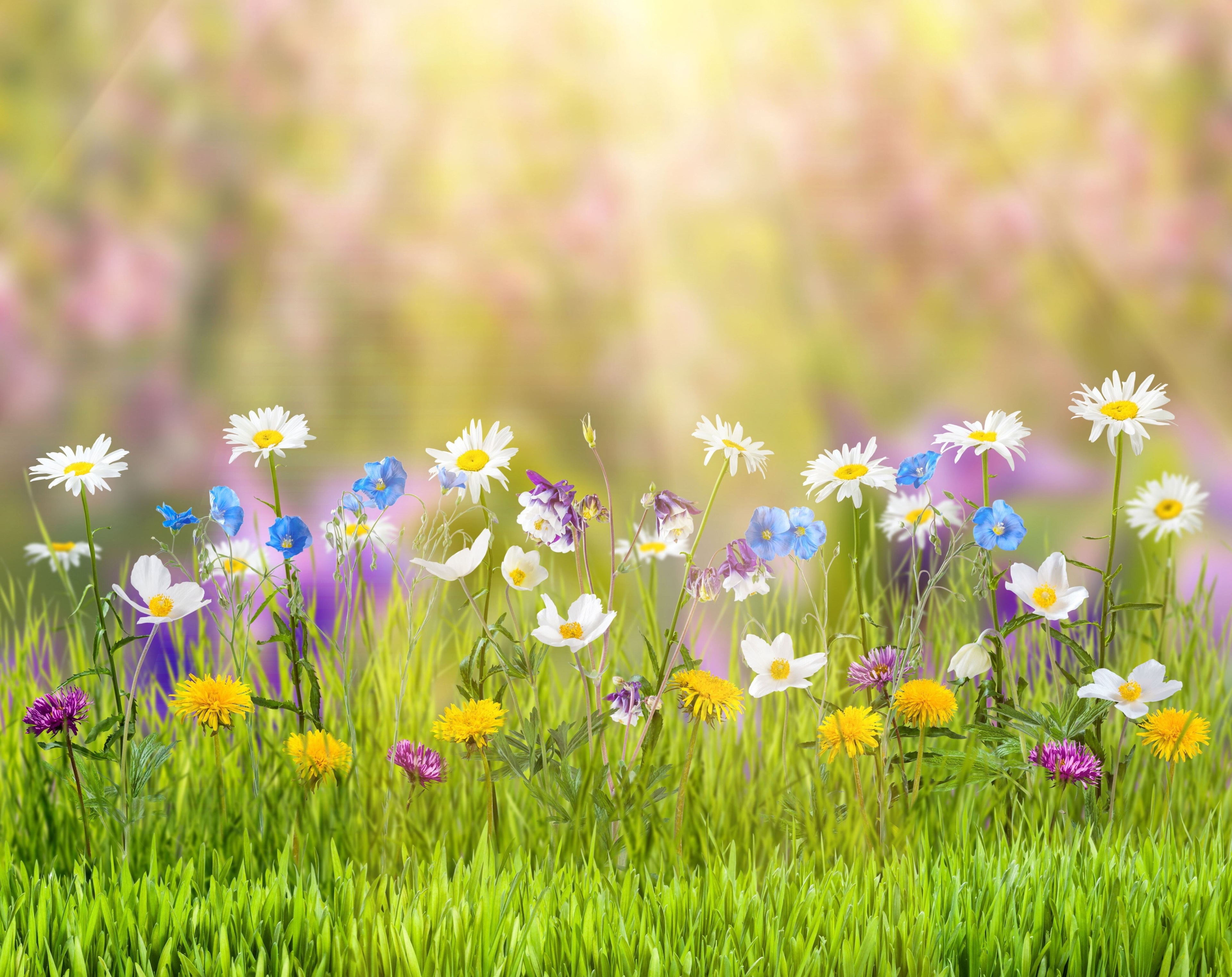 Wildflowers in a sunlit meadow HD Wallpaper