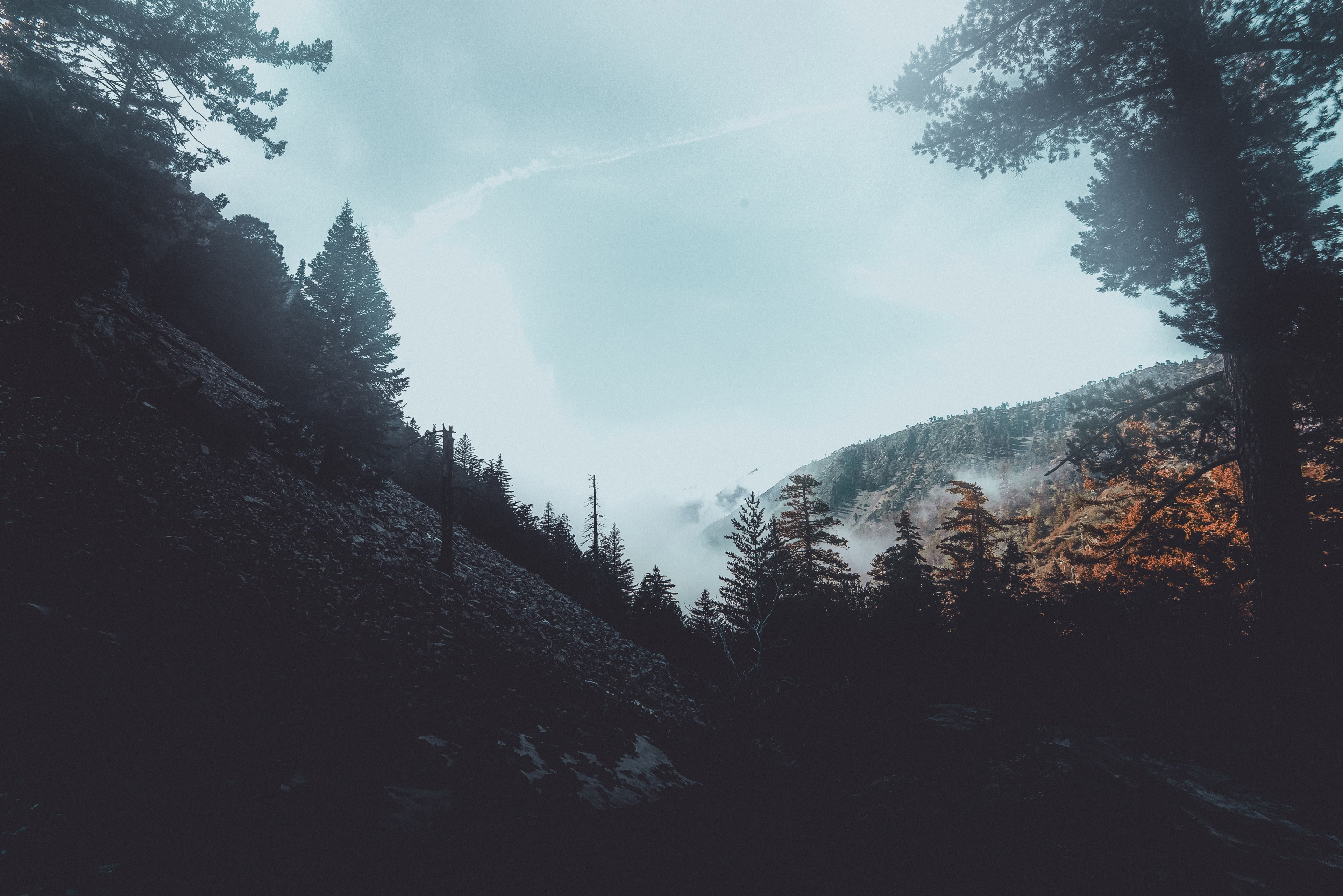 Forest landscape with mountains and fog HD Wallpaper
