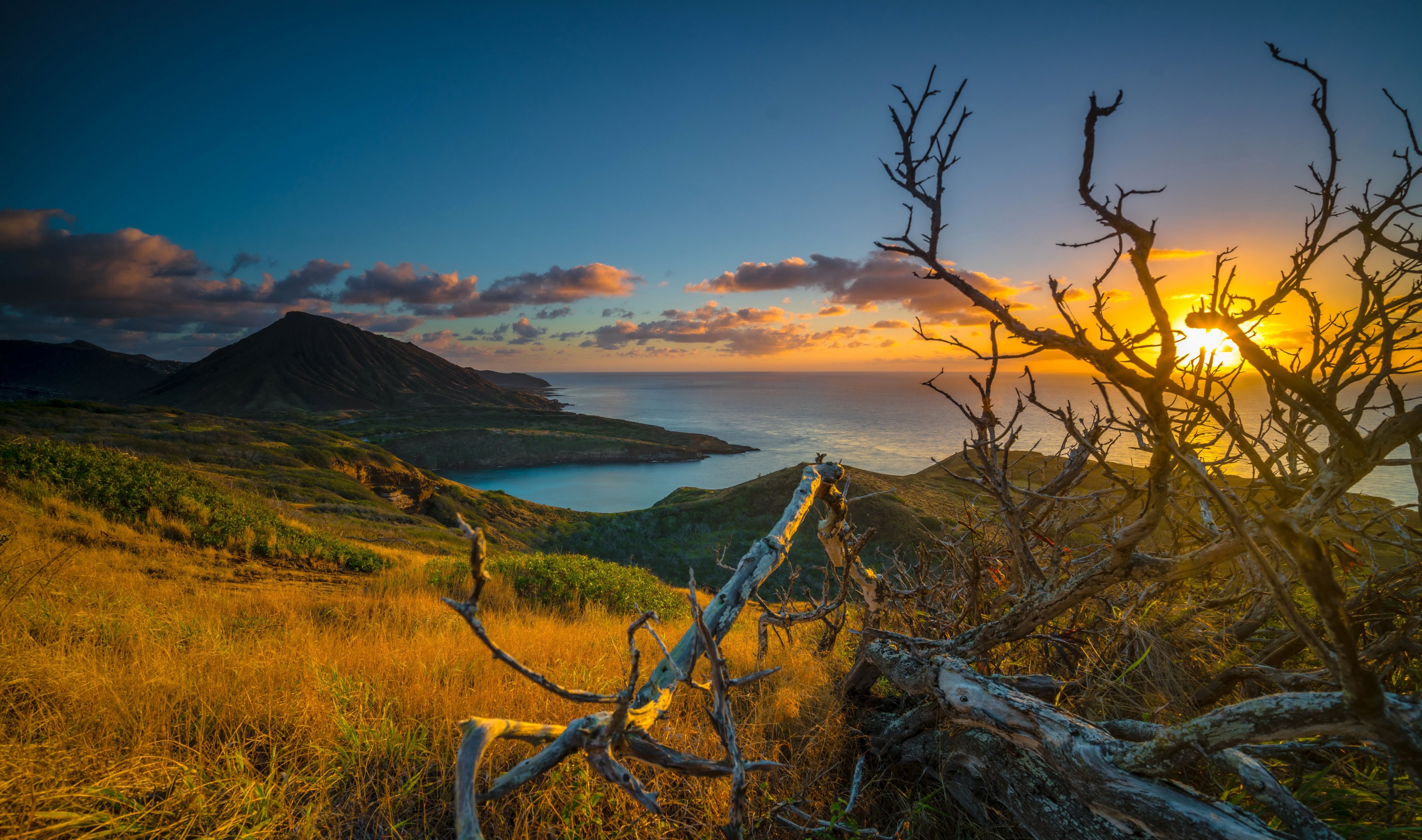 Sunrise over Hawaiian coastline with dead trees HD Wallpaper