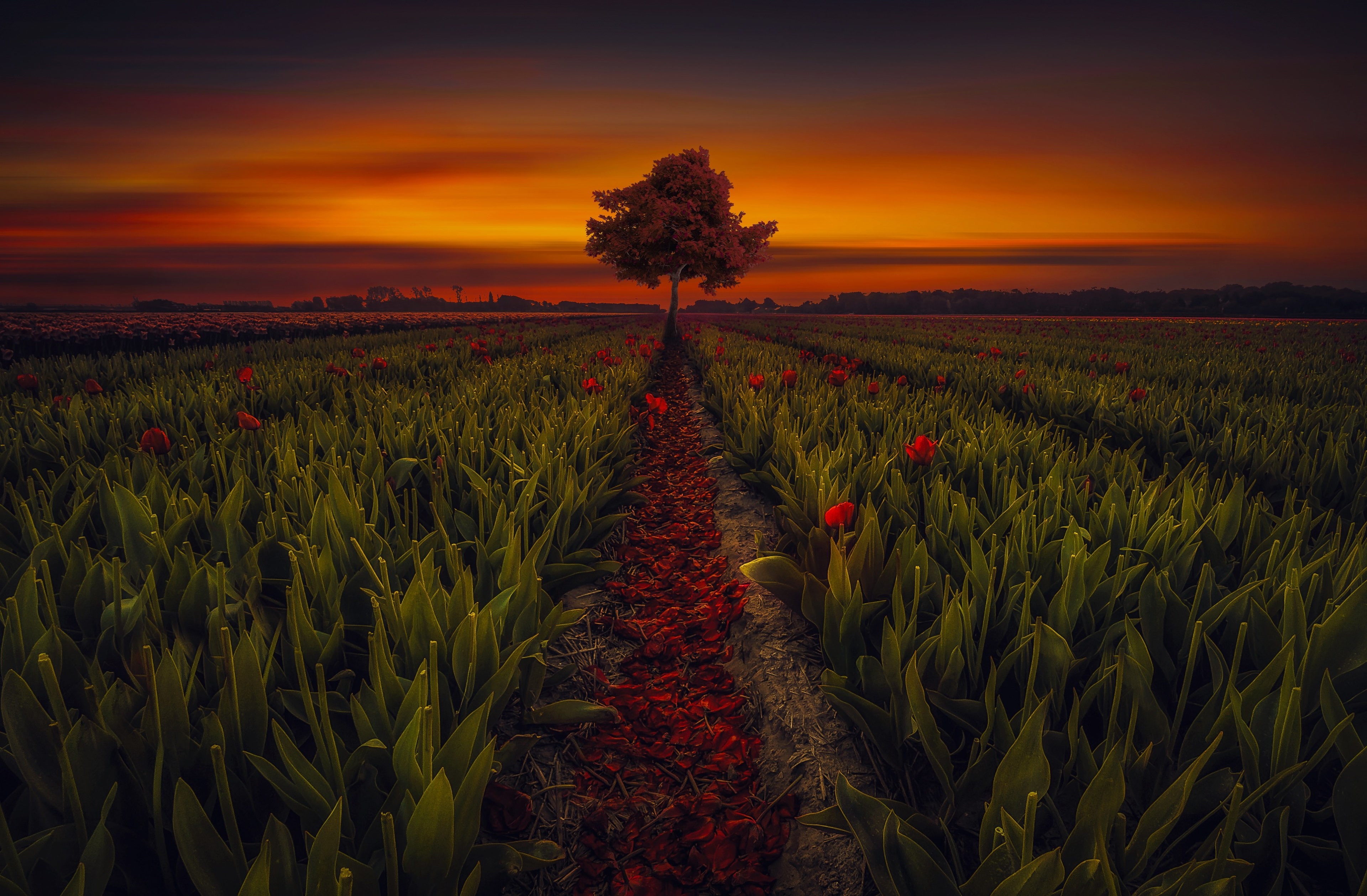 Field of tulips at sunset with a tree HD Wallpaper