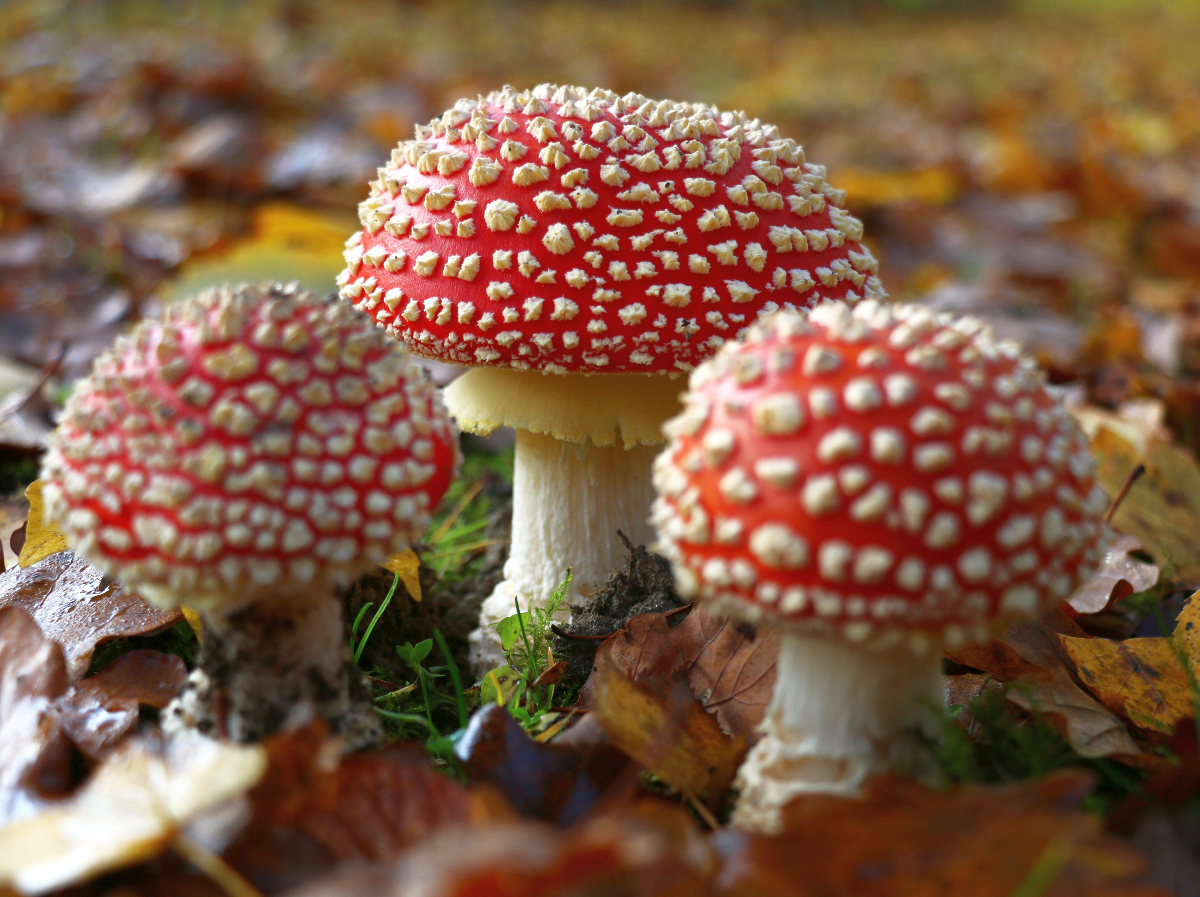 Three Fly Agaric Mushrooms in Autumn Leaves HD Wallpaper
