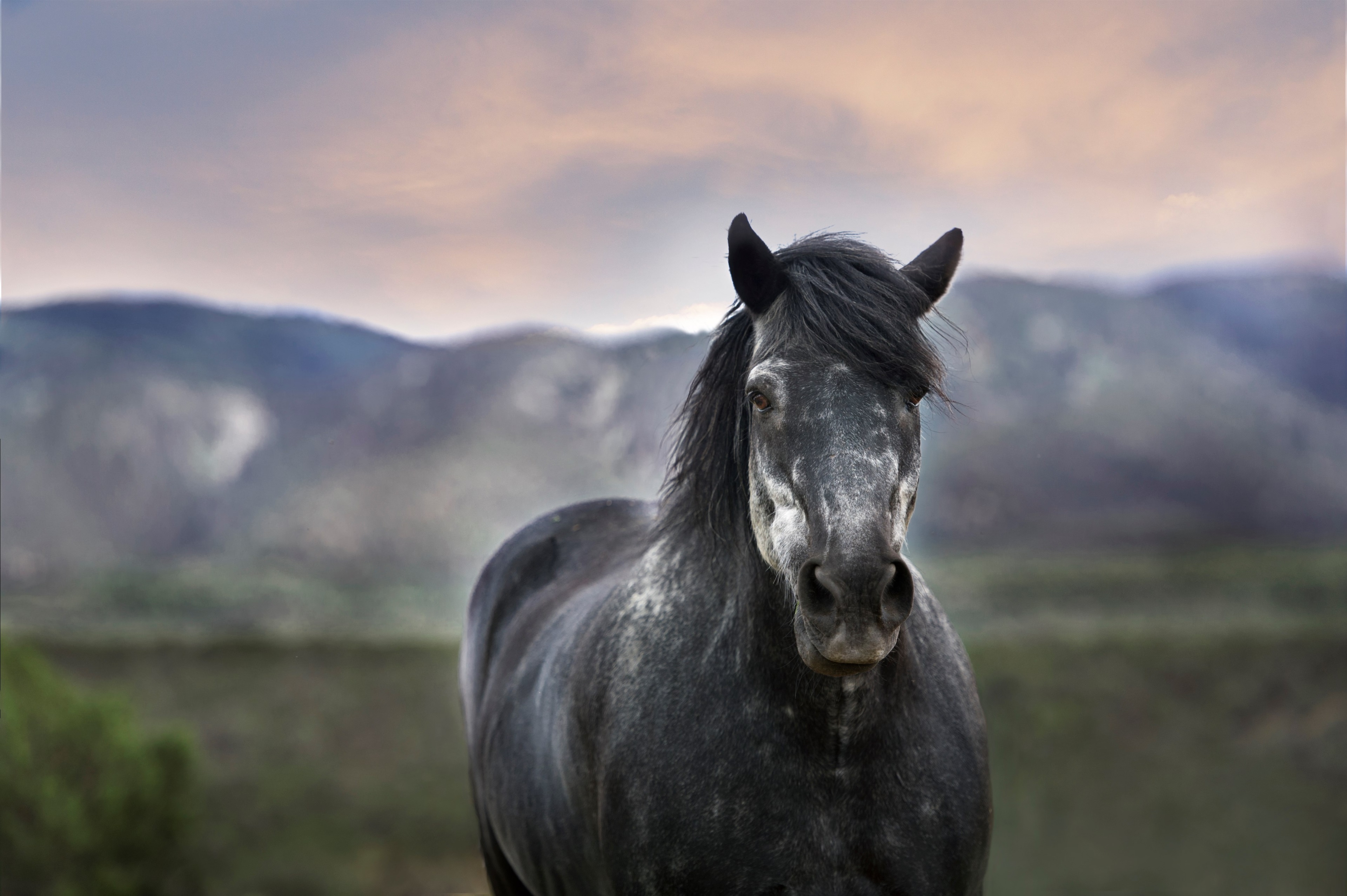 4K Horse in a Mountain Landscape HD Wallpaper