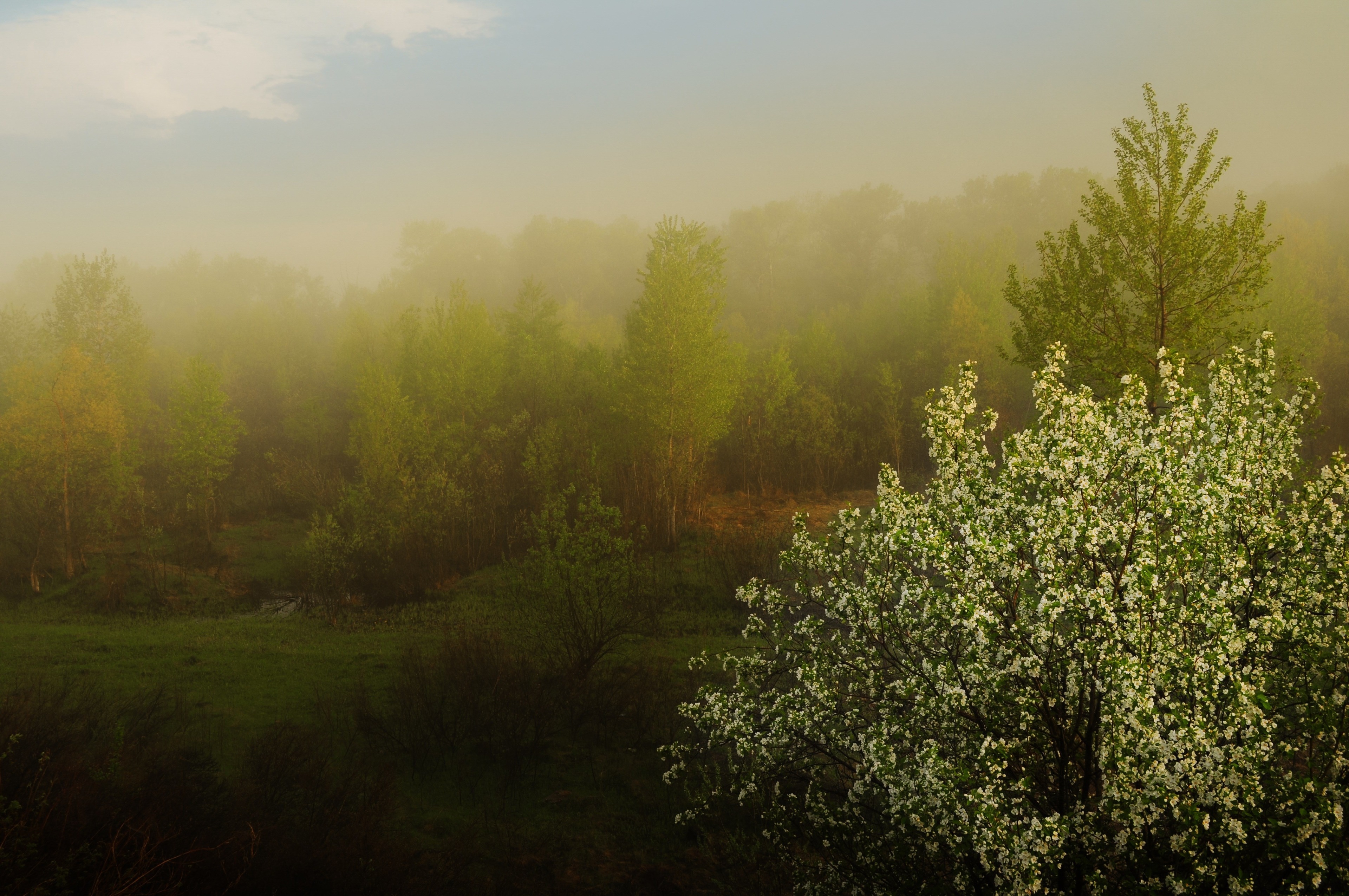 Foggy forest with blooming tree HD Wallpaper