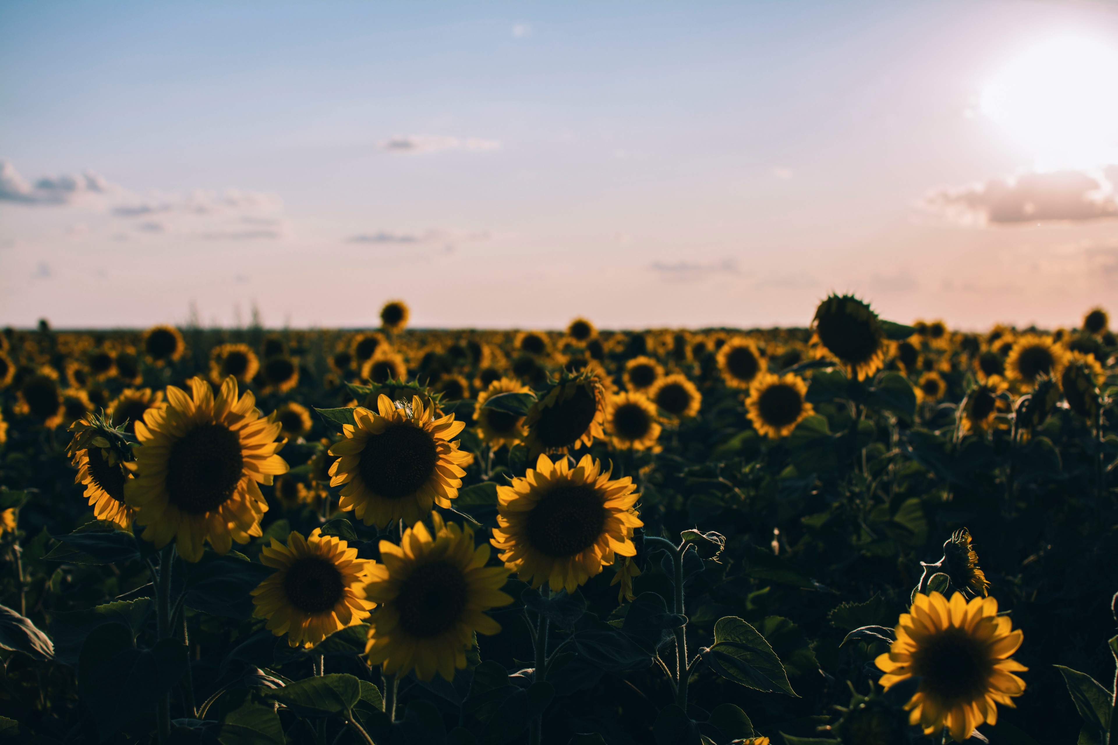 Sunflower field at sunset 4K HD Wallpaper