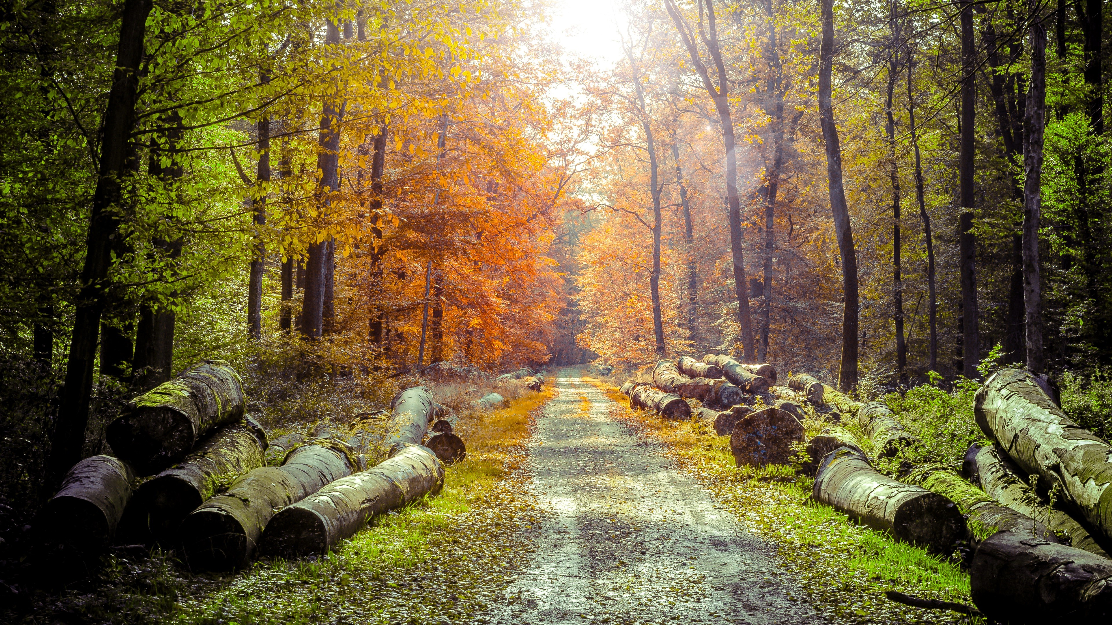 Autumn forest path with felled logs and sunlight HD Wallpaper