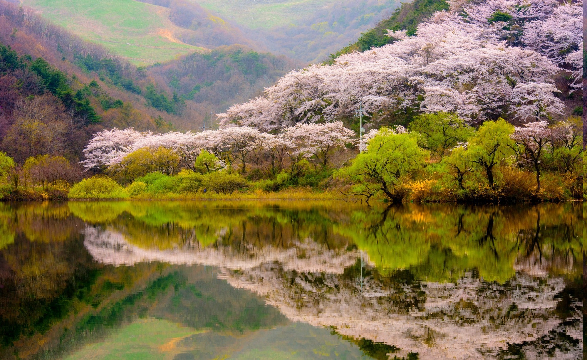 Spring cherry blossoms reflected in a mountain lake HD Wallpaper